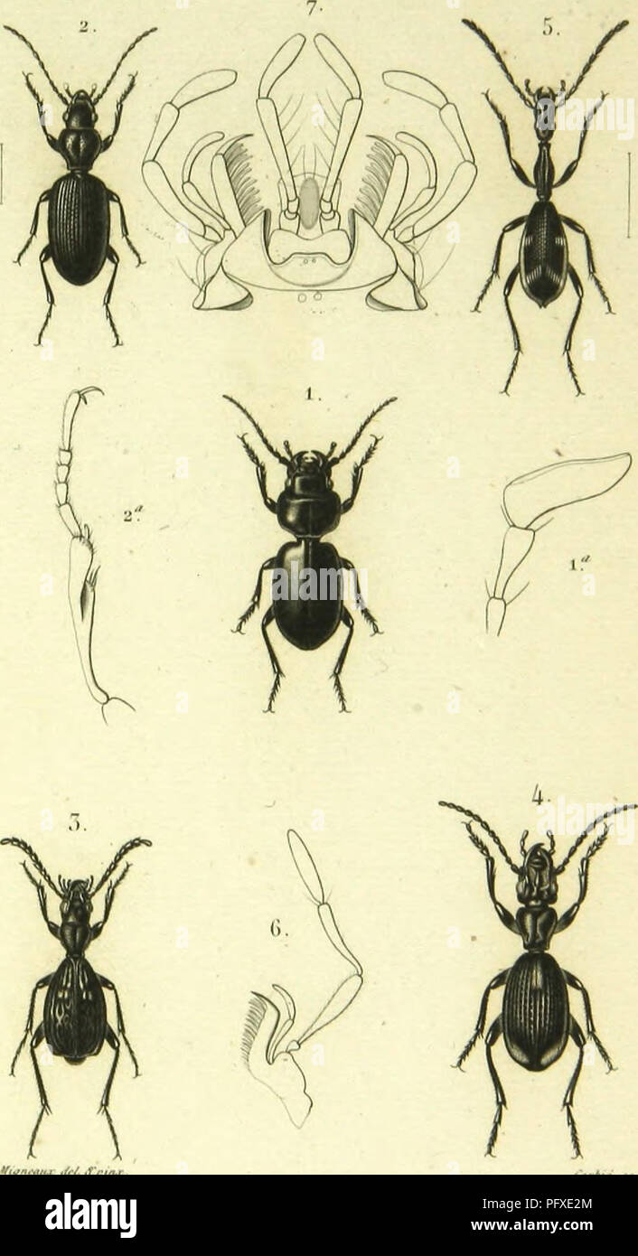 . Histoire naturelle des insectes : genera des coleopteres, ou expose methodique et critique de tous les genres proposes jusqu'ici dans cet ordre d'insects. Beetles. (o/ro/i/,v. 1. l.UJUM'Ca l.rviffiitn. f.ti. a. Mcliriius oh-ï-.m../v :&gt;. Alr.icloiuil; 7&gt;. Piezia Spinoli.-. M^rl.'/.'ni 4' l'olvliiriiin |...li,.l..ni.i iVi.ni,/ Mul,«,,ii. *„.„,/. Please note that these images are extracted from scanned page images that may have been digitally enhanced for readability - coloration and appearance of these illustrations may not perfectly resemble the original work.. Lacordaire, Theodore, 18 Stock Photo