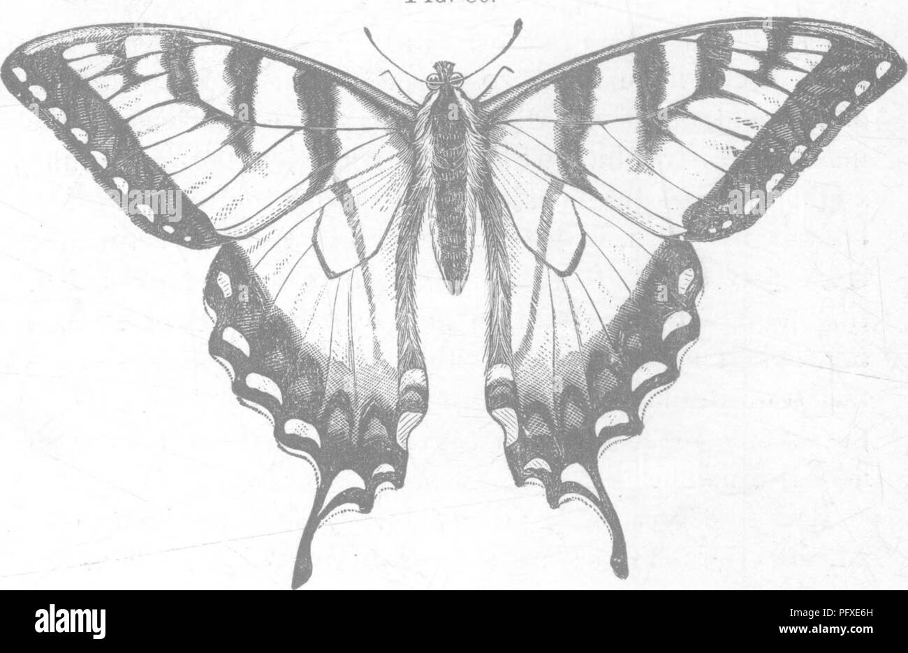 . Insects injurious to fruits. Illustrated with four hundred and forty wood-cuts. Insect pests. 82 INSECTS INJURIOUS TO THE APPLE. panded, about four inches across. (See Fig. 80.) The wing^ are of a rich, pale lemon-yellow color, banded and bordered with black; on the fore wings are four black bars, the inner one extending entirely across the wing, the outer ones be- coming shorter as they approach the apex. The front mar- gin is edged with black, and the outer margin has a wide border of the same, in which is set a row of eight or nine pale-yellow spots, the lower ones less distinct. Fig. 80. Stock Photo