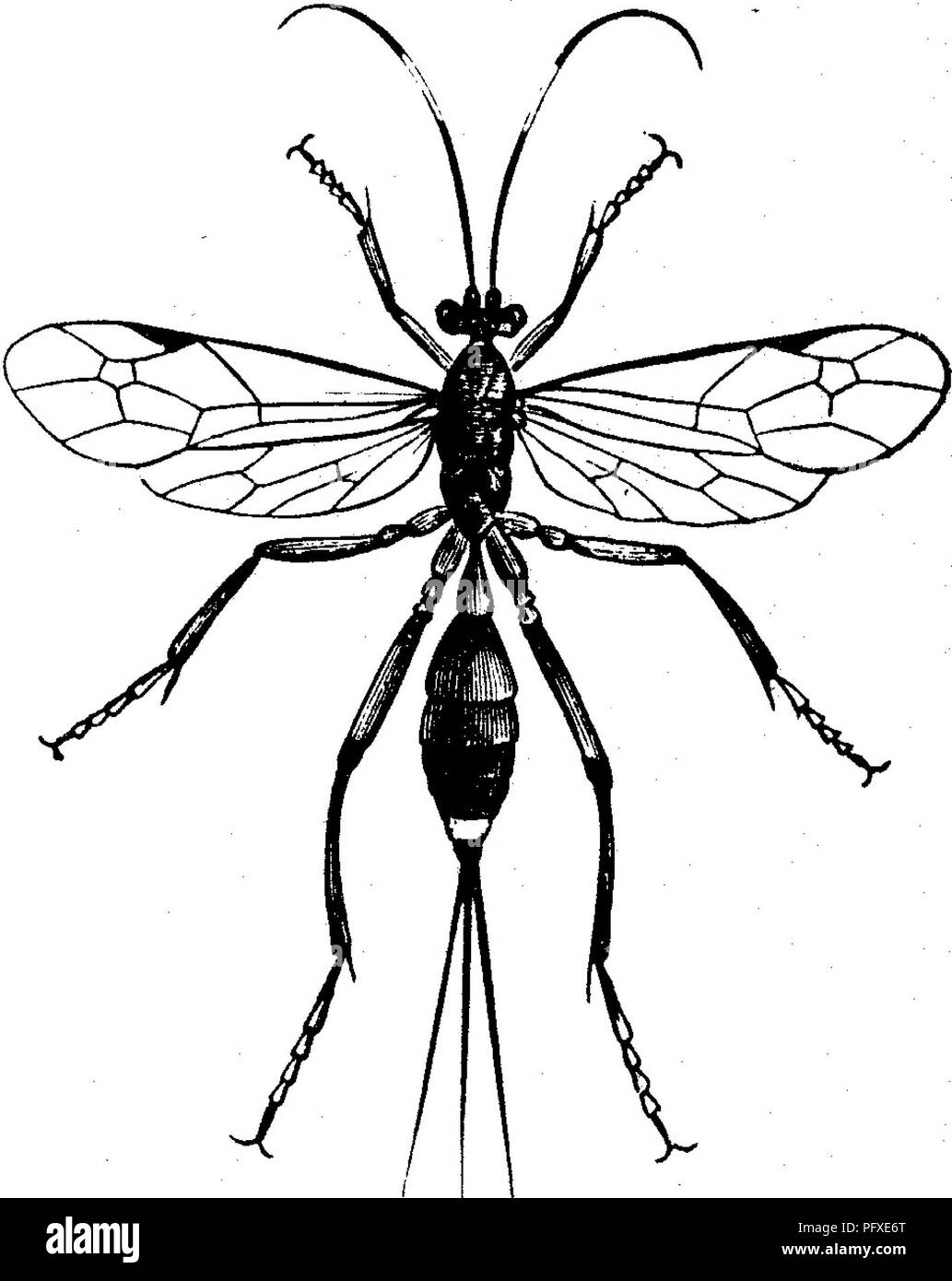 . Insects injurious to fruits. Illustrated with four hundred and forty wood-cuts. Insect pests. much mao-nified ; the short lines at the side show its natural size. A fourth friendly helper is an Ichneumon fly, known under the name of the Cecropia Cryptus, Cryptus extrematis Cresson, which infests the Cecropia larva in great numbers, filling its chrysalis so entirely with its thin, papery cocoons that a transverse section bears a strong resemblance to a piece of honey-comb. (See Fig. 76.) The flies of this parasite escape in June, the female presenting the appearance shown in Fig. 77, where it Stock Photo