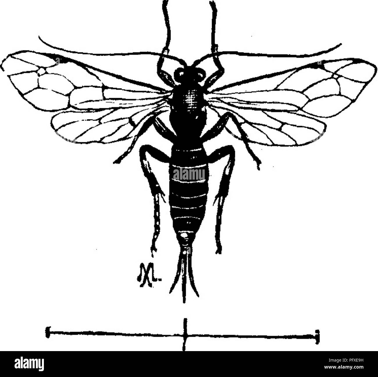 Insects Cut This work, illustrated with 440 woodcuts, identifies various insects ...