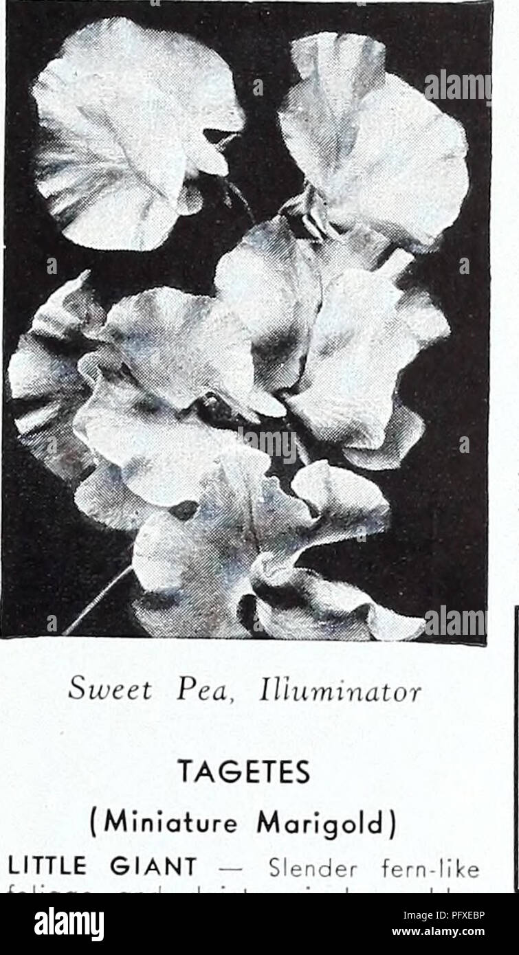 . Currie's garden annual : 1939. Flowers Seeds Catalogs; Bulbs (Plants) Seeds Catalogs; Vegetables Seeds Catalogs; Nurseries (Horticulture) Catalogs; Plants, Ornamental Catalogs; Gardening Equipment and supplies Catalogs. Early Flowering Spencer SWEET PEAS AVIATORâDazzling crimson scarlet. Oz., 75c; Pkt., 15c. GLITTERS âStandard fiery orange; wings deep orange. Pkt., lOc. RED CROSSâGlowing poppy scarlet. Pkt., 15c. GLENGARRYâDeep velvety crimson, mammoth in size and very ruffled. Pkt., 15c. Deep Pink or Rose GIANT ROSEâRose pink. Pkt., lOc. BALL ROSEâRose pink. Pkt., 10c. MAJESTIC ROSEâColor,  Stock Photo