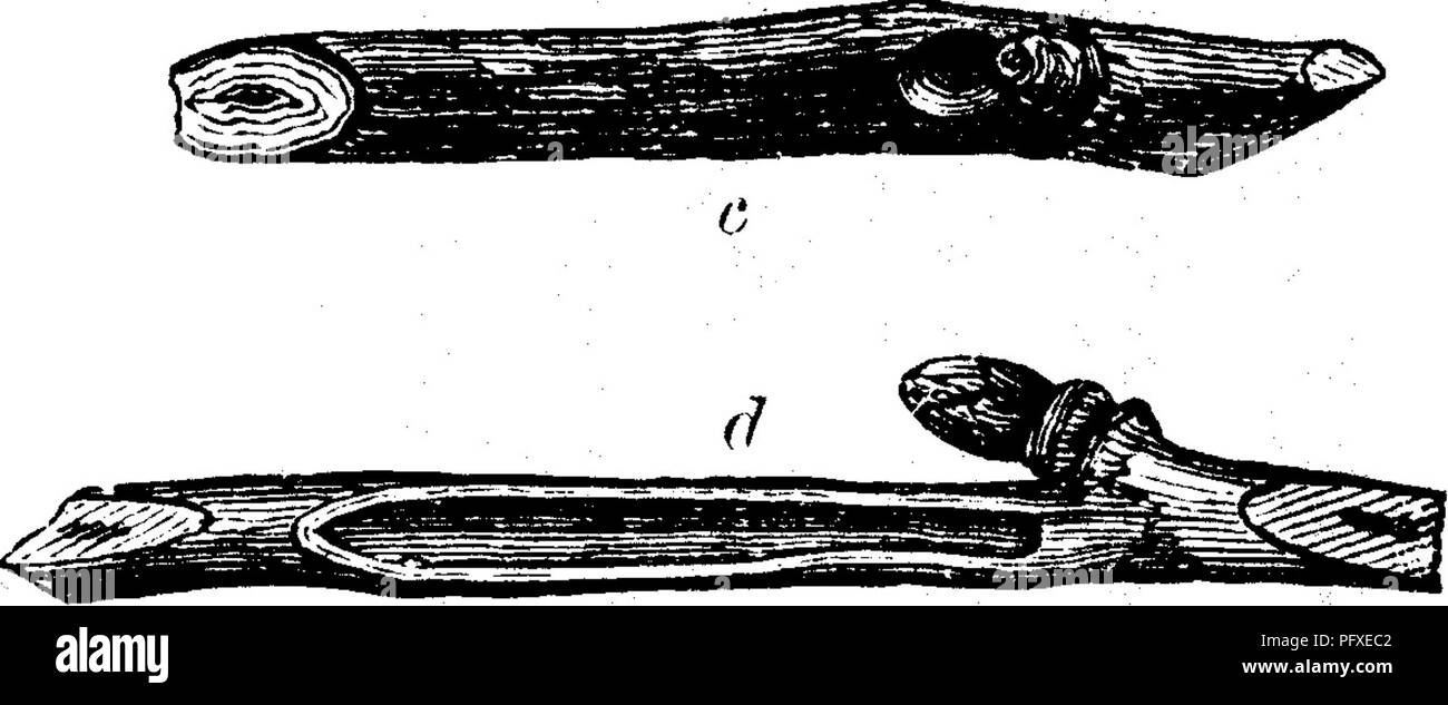 . Insects injurious to fruits. Illustrated with four hundred and forty wood-cuts. Insect pests. bud, and working downwards through the pith in a cylindri- cal burrow one or two inches long. (See Fig. 22, c and d,) The holes appear to be made partly for the purpose of obtain- ing food, and partly to serve as places of concealment for the beetles; they are made by both sexes alike, and the beetles are fou'nd in them occasionally in the middle of winter, as well 'as in the summer, usually with the head downwards. They work throughout the summer months, causing the twigs operated on to wither and  Stock Photo