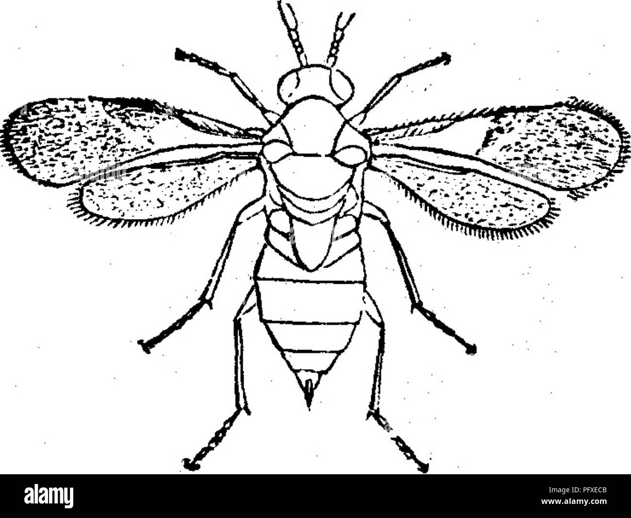 . Insects injurious to fruits. Illustrated with four hundred and forty wood-cuts. Insect pests. ATTACKING THE BRANCHES. 29 fruit-growers to take particular pains to destroy these lice wherever found^ for the colony that is permitted this year to establish itself upon some worthless tree, or on the shoots or suckers at its base, will furnish the winged parents of countless hosts that may establish themselves next year on the choicest trees in the orchard. The insects are extremely hardy, and will endure a considerable amount of frost, and it is quite probable that some of them survive the winte Stock Photo