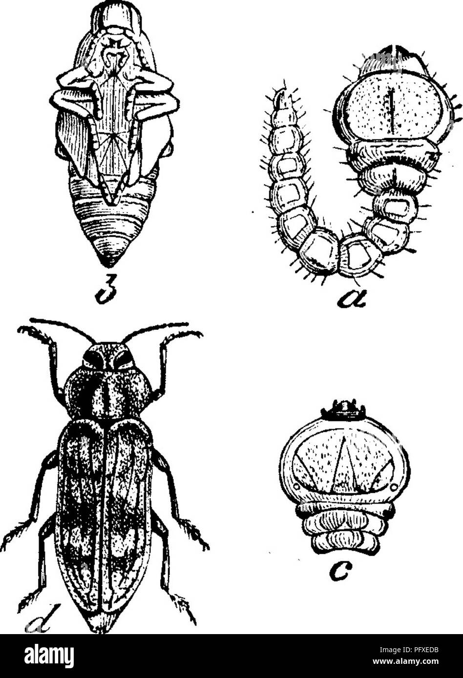 . Insects injurious to fruits. Illustrated with four hundred and forty wood-cuts. Insect pests. 20 INSECTS INJURIOUS TO THE APPLE. Fig. 4. No. 3.—The Flat-headed Apple-tree Borer. Chrysohotliris femorata (Fabr.). This borer is also a native of America, and is in its ma- ture state a beetle belonging to the family Buprestidee, It is a very active creature, one which courts the light of day and delights to bask in the hot sunshine, running up and down the bark of a tree with great rapidity, but instantly taking wing if an attempt be made to capture it. The beetle measures from three-eighths to h Stock Photo