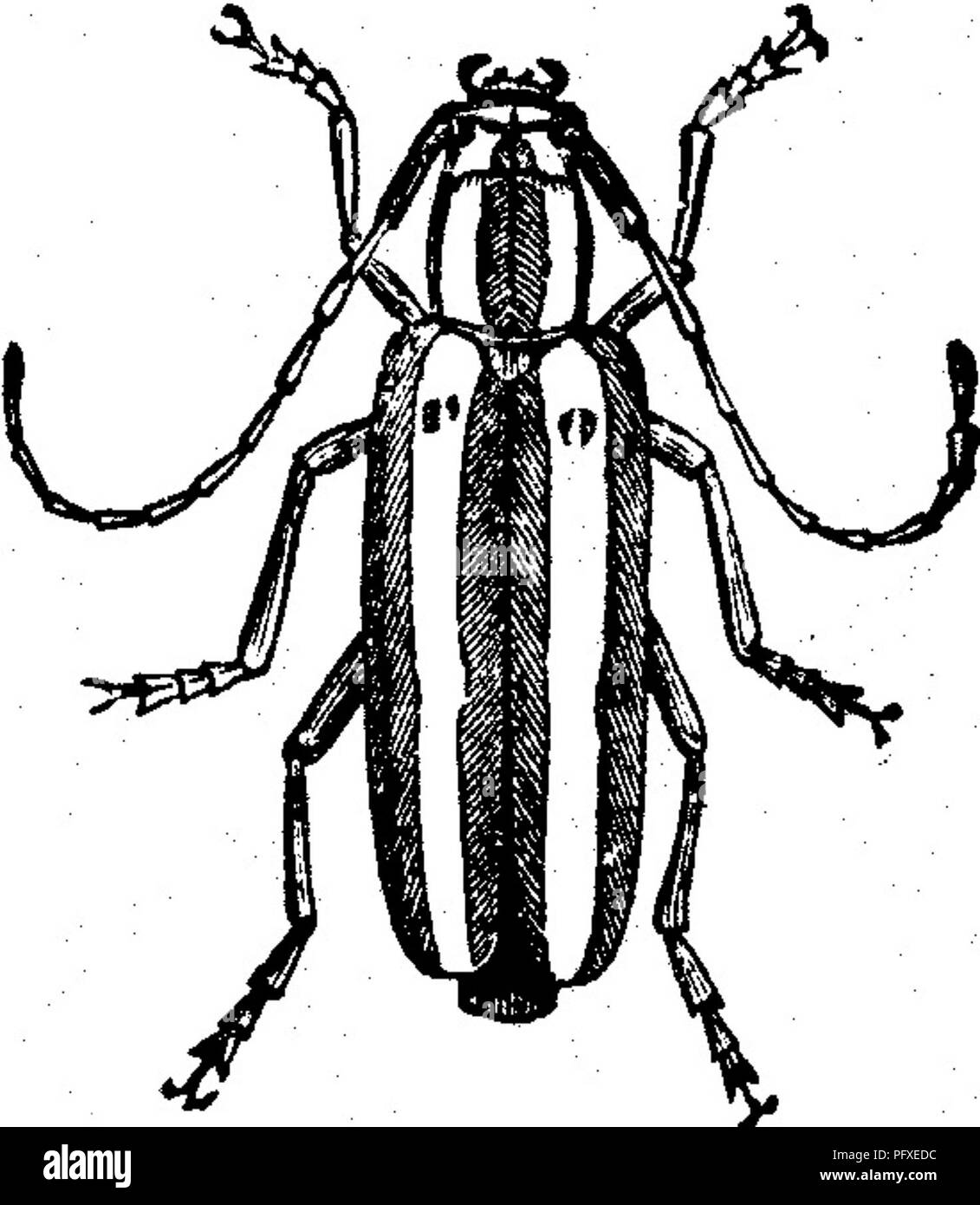 This illustration shows a detailed study of insect pests that damage ...