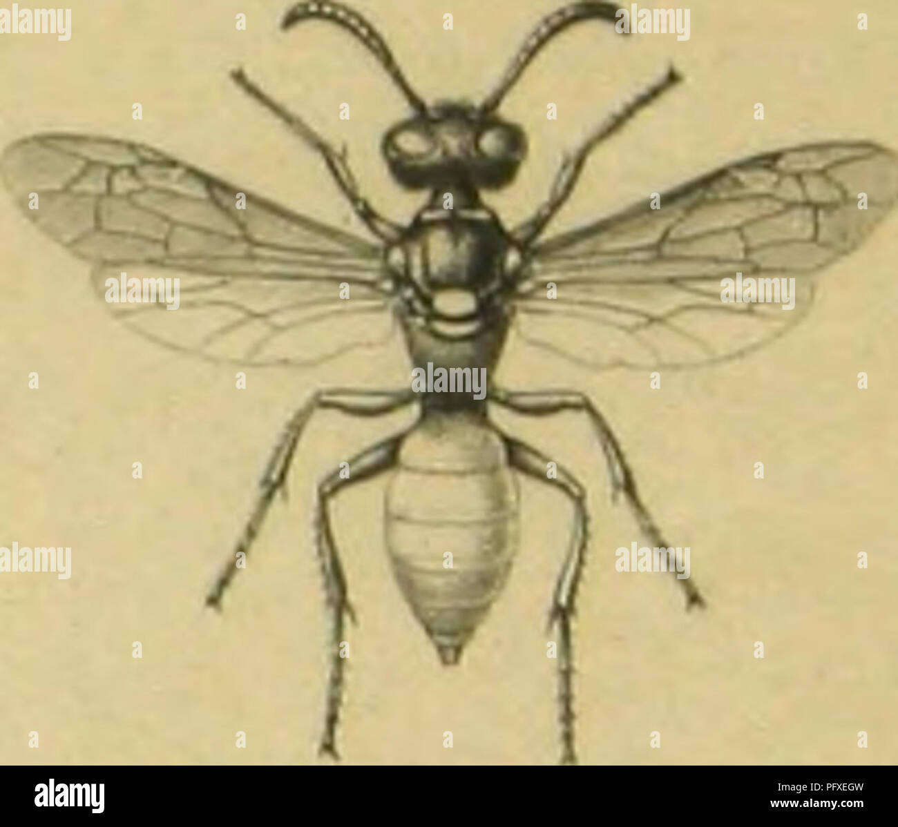 This work focuses on the study of the Hymenoptera order, examining ...