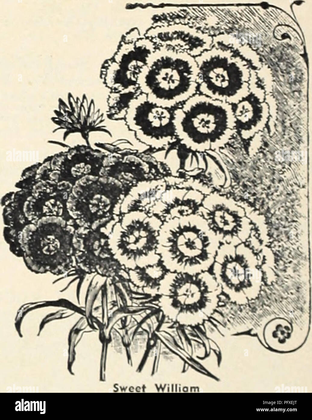 . Currie's garden annual. Flowers Seeds Catalogs; Bulbs (Plants) Seeds Catalogs; Vegetables Seeds Catalogs; Nurseries (Horticulture) Catalogs; Plants, Ornamental Catalogs; Gardening Equipment and supplies Catalogs. STATICE (Sea Lavender I LATIFOLIA — Tufts of leathery leaves, large heads of purplish- blue flowers. Plants, 25c; doi., S2.50; seeds, Pkt., lOe. DUMOSA—Densely packed cush- ions of silvery gray flowers, thickly covered with blossoms. 2 ft. Pkt., 25c. STOKESIA (Cornflower or Stoke's Aster) 18&quot; to 24&quot; high. Handsome Cen- taurea-like lavender blossoms, each measurina from 4&q Stock Photo