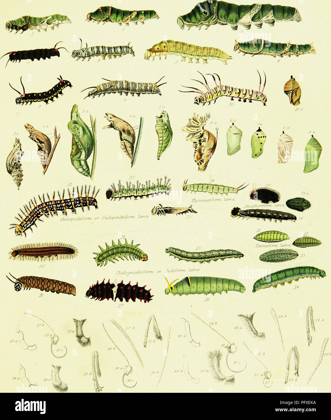 This image from the 'Descriptive Catalogue of Lepidopterous Insects