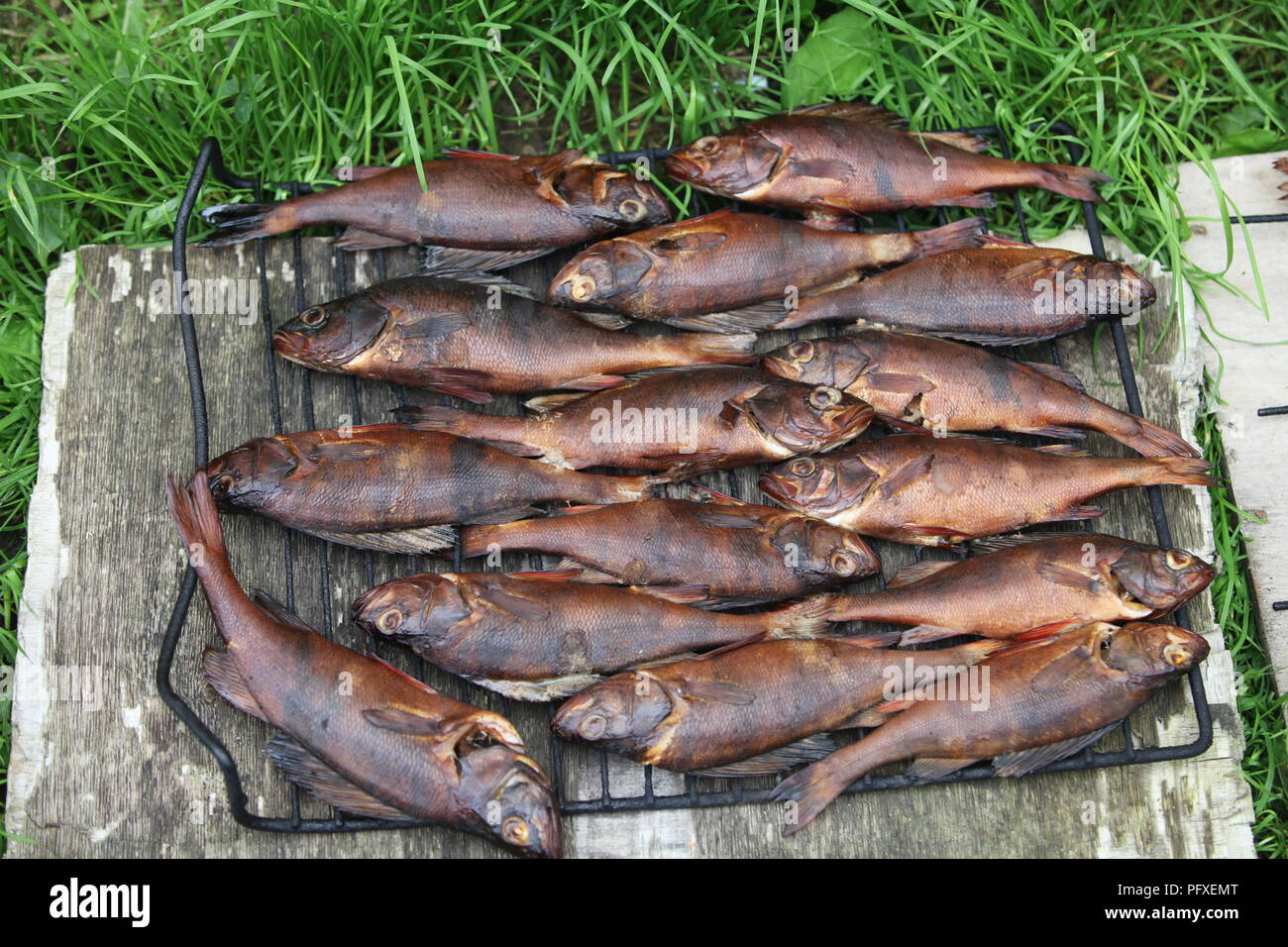smoked perch fishes on smoking grill Stock Photo Alamy