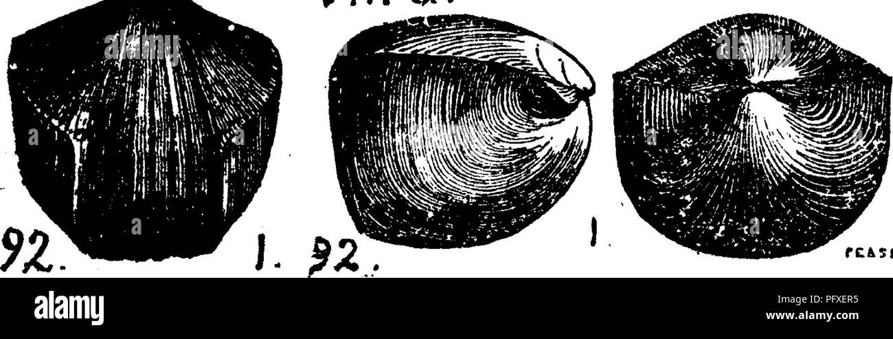 . A dictionary of the fossils of Pennsylvania and neighboring states named in the reports and catalogues of the survey ... Paleontology. page 238, plate 43, figs. 1 a, J, c?, d, back, belly, side, front of specimen of ordinary size and proportion; e, /*, ^, A, of a more pot-bellied (ventricose) specimen; ^, A, of an extreme case; Z, one longer than usual; m, enlarged^ plications showing im- pressed lines and strong striae in the front of the shell. Belongs to the type of R, wilsoni and is one of the forms often re- ferred to that species. In some of its variations it resembles E. pyramidata ;  Stock Photo