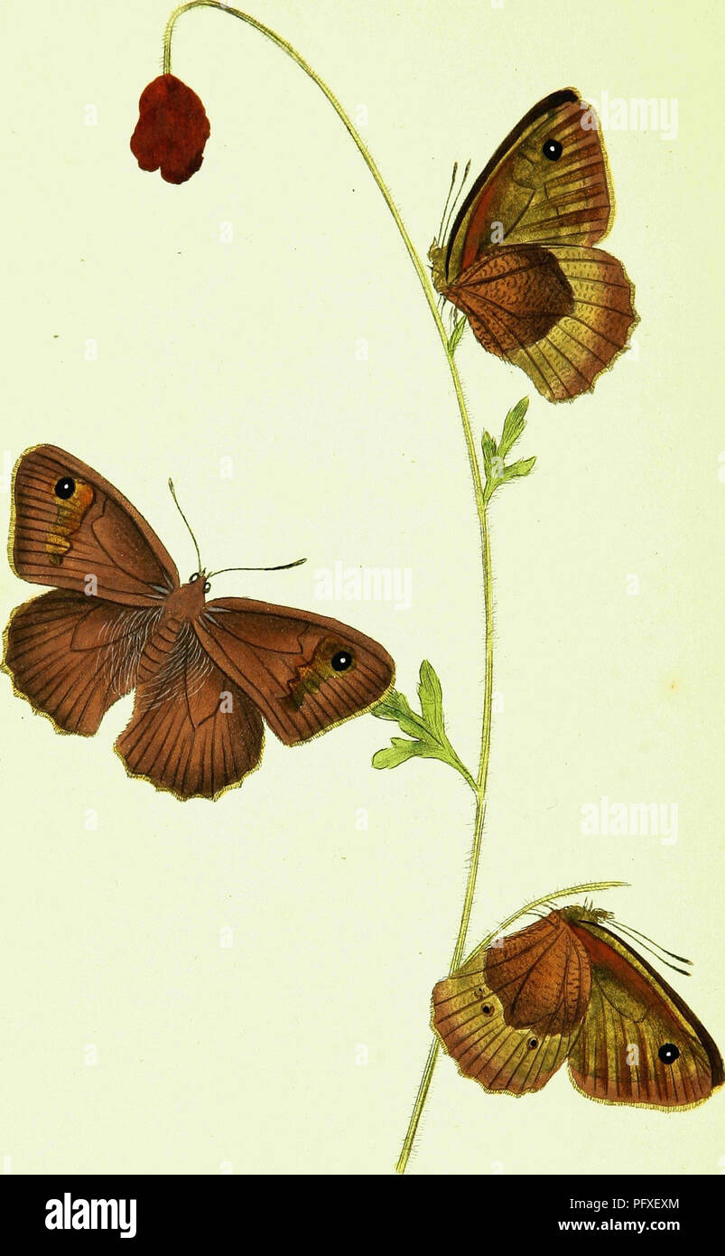 Britishcommenn Inspring Insects This book offers an in-depth exploration of British insects, detailing ...