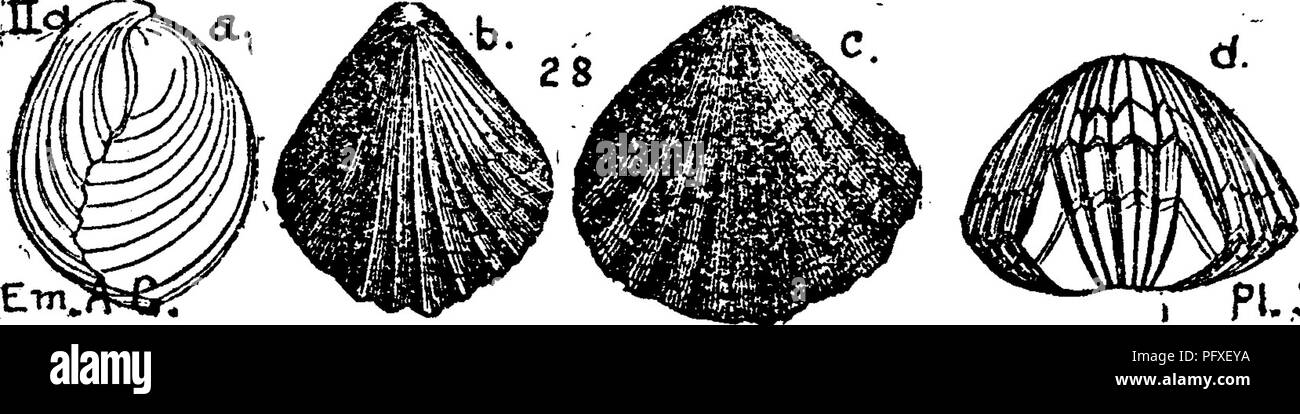 . A dictionary of the fossils of Pennsylvania and neighboring states named in the reports and catalogues of the survey ... Paleontology. Khynchonella pisum (pisa)^ Hall &amp; Whitfield, Pal. Ohio, Vol. 2,1875, page 135, plate 7, fig. 18, 19, dorsal and profile views of a well formed ventricose specimen; 20, dorsal, shorter form, with depressed convex valves; 21, long, venticose form, unusually angular plications; 22, flat valved, young? speci- men. Resembles B. neglecta in the same beds, but valves more convex and folds not so sharp. The more ventricose specimens resemble small R, nucleolata^  Stock Photo
