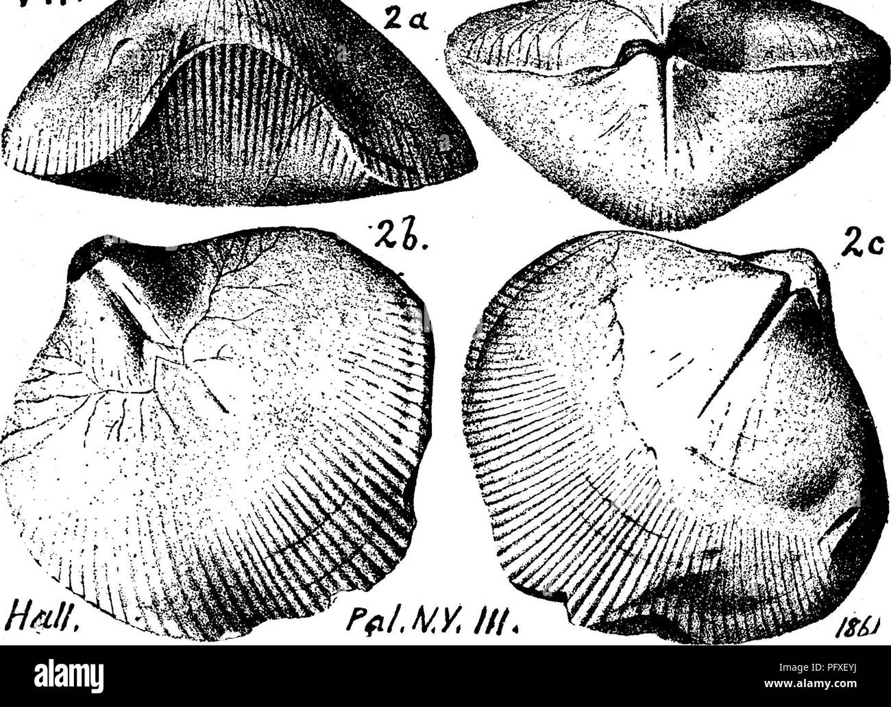 . A dictionary of the fossils of Pennsylvania and neighboring states named in the reports and catalogues of the survey ... Paleontology. Rhyn. 896 Rhynchonella oblata, Hall. 10th Regts. Kt. 1857. Pal.. N. Y. Vol. 3,1859,1861, p. 439, plate 102, fig. 2 a, cast, front view of young one, showing broad shallow sinus; J, another cast, ventral side, with muscular area, and ramifying vascular impressions (not very exactly drawn); &lt;?, d^ dorsal and cardi- nal views of same; radiating striae preserved on lower half of cast. Oriskany sandstone^ Albany Co., N. Y.—In Pennsylva- nia, found by White, at  Stock Photo