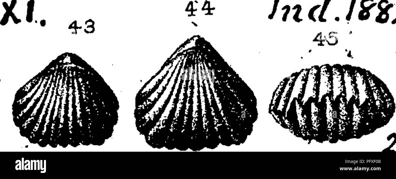 . A dictionary of the fossils of Pennsylvania and neighboring states named in the reports and catalogues of the survey ... Paleontology. Rhyn. 894. (F2, preface) in Lower Helderlerg, VL Rhynchonellamutata. (Hall. Trans. Alb. Inst. Vol. 4; Jn&lt;l l^ii ^^^^ Report, 1858, plate 23, fig. 3; Whitfield, Bull. 3, Am. Mus. N. H., 1882, plate 6, figs. 43 to 45). Oollett, ''z'k Indiana Rt., 1882, page 332, plate 29, fig. 43, medium size, back view; figs. 44, 45, large specimen, back and front views. Alton, 111., Spergen Hill, etc., Ind. Subcarh. XL Rhynchonella {Stenoschisma) neglecta, Hall. {Atrypa. P Stock Photo