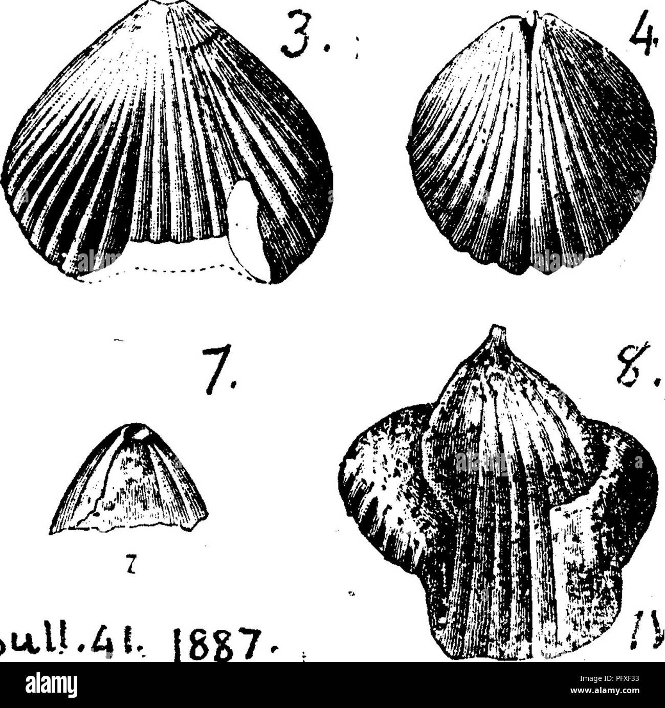. A dictionary of the fossils of Pennsylvania and neighboring states named in the reports and catalogues of the survey ... Paleontology. 41, U. S. Geol. Sur. 1887, page 87, plate 4, fig. 1, dorsal view of interior impression; 2, side view of same; 3, gutta percha cast of ventral valve; 4, dorsal interior of another specimen; 5, side of same; 6, ventral interior impression; 7, showing delti- dium, beak and foramen, gutta percha cast; 8, impression, somewhat distorted, of inside of ventral valve. All from Sub-Olean ^{Ferruginous sandstone) conglomerate formation (top of PoGono)^,2ii Little Genes Stock Photo