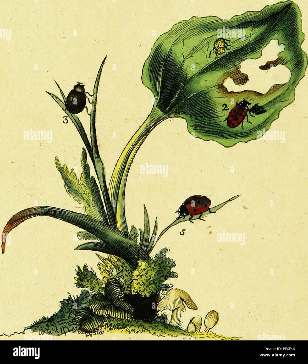 Used Insects This work provides an in-depth study of British insects, detailing ...