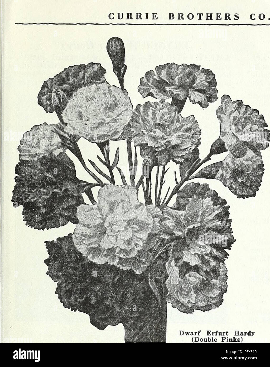 . Currie's garden annual : 62nd year spring 1937. Flowers Seeds Catalogs; Bulbs (Plants) Seeds Catalogs; Vegetables Seeds Catalogs; Nurseries (Horticulture) Catalogs; Plants, Ornamental Catalogs; Gardening Equipment and supplies Catalogs. CURRIE BROTHERS. MILWAUKEE, WIS Page 47 DIANTHUS GARDEN PINKS These low-growing early-flowering hardy pinks are especially desirable for the edges of herbaceous borders, where they can remain undisturbed for many years. The flowers have a de- licious, spicy fragrance, fine for cutting. CAESIUS (Cheddar Pink)—Forms compact cushions of glaucous leaves and sweet Stock Photo
