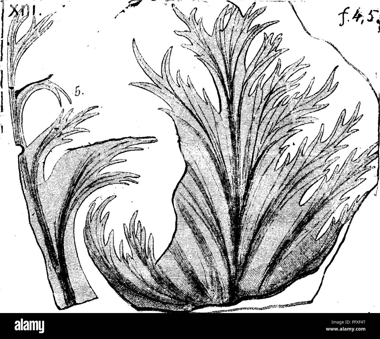 . A dictionary of the fossils of Pennsylvania and neighboring states named in the reports and catalogues of the survey ... Paleontology. Rhacophyllum lactuca, Stern. {Schi^nptpris  lactuca. ^ Fucoi- des cris pus. Gutb ; Hymeno- phyllites lactuca Lesq. Geol. 111., '^IV, 418; Pachy- phyllum lactuca^ Lesq. Geol. Fa.,  , -, .- 1858, p. L'^Sg4^S^:^a^^iypj^;it^^ /^^.^. rl. ^, l 863, plate 8, tig. 4, 5, from Gate Vein, New FhiladeJphia, iSchuylkill Co., Fa. Not scarce in the European and American coal measures. Lesquereux has seen a iragment with leaves, or wings, at- tached (?) to a broad common ra Stock Photo