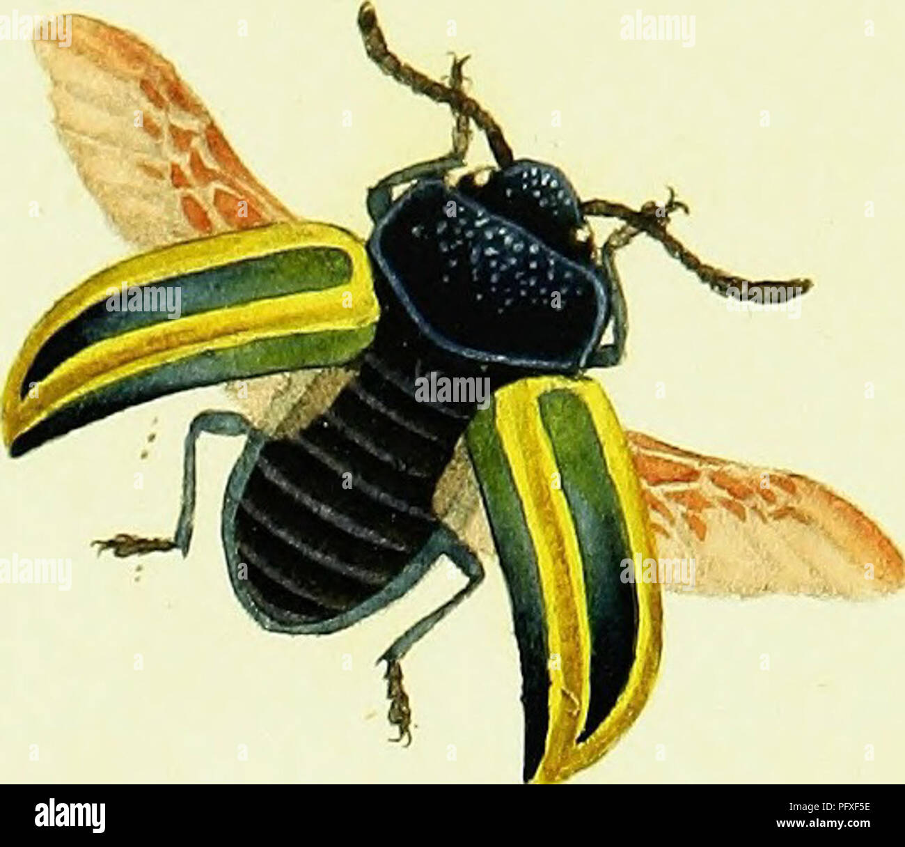 Transform Insect This comprehensive guide to British insects covers their life stages ...