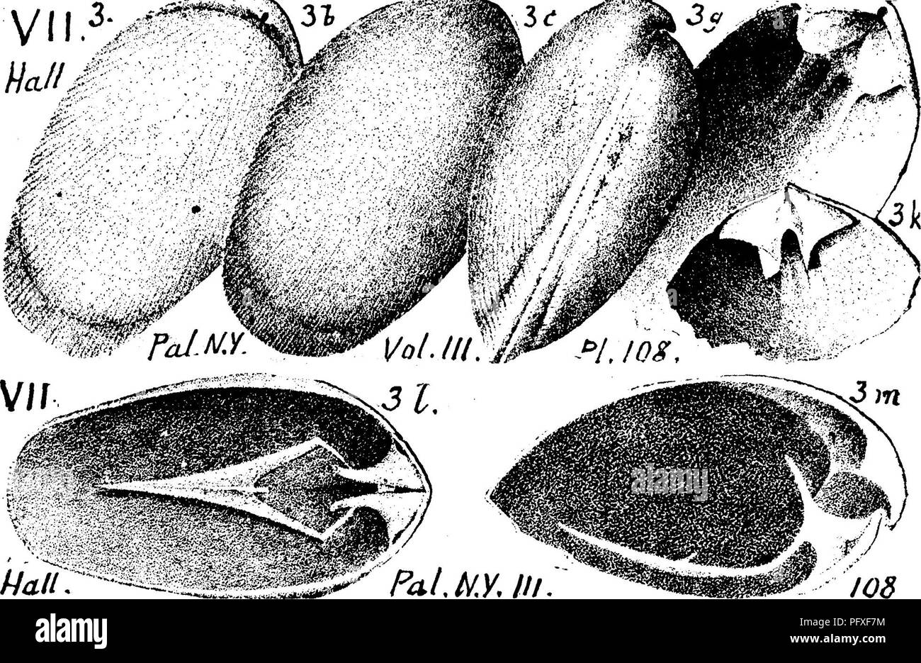 . A dictionary of the fossils of Pennsylvania and neighboring states named in the reports and catalogues of the survey ... Paleontology. 857 Rens. lected figs. 16, 17, dorsal and ventral views of a characteristic specimen somewhat larger than common; 18, unusual, broad, ventral valve; 19, dorsal cast, with muscular scars, dental cav- ities, etc., 20, ventral cast with scars, and hinge plate impres- sion. Characteristic radiating striae uf Rensselmria not ob- served. If a different genus. Hall proposed the name Rens- selandia. Found in an Upper Helderherg limestone at Water- loo, Iowa.—In Penns Stock Photo