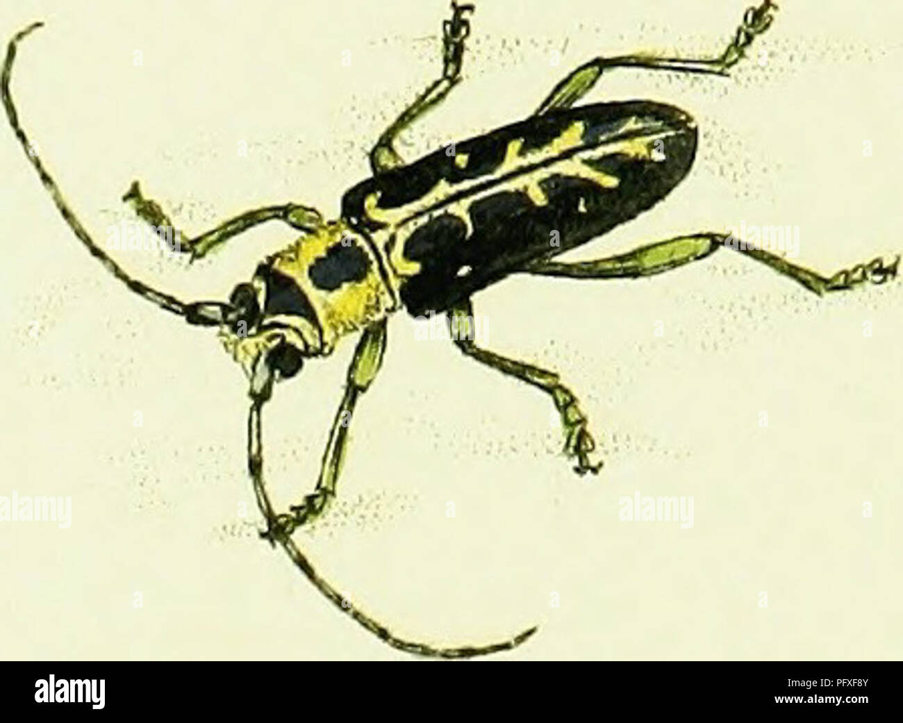 This work provides an in-depth analysis of British insects, describing ...