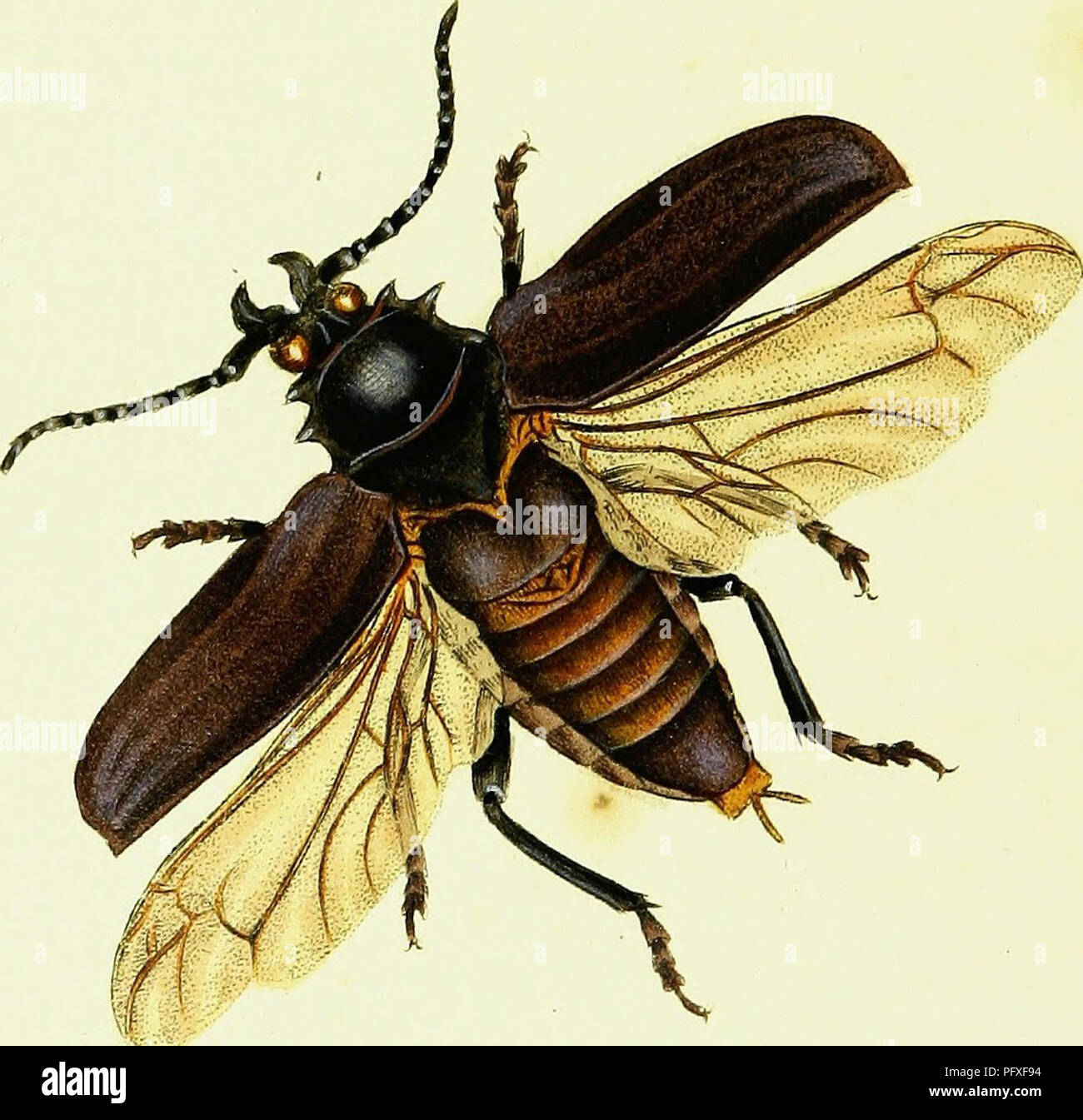 This comprehensive entomological work details the biology, ecology, and ...