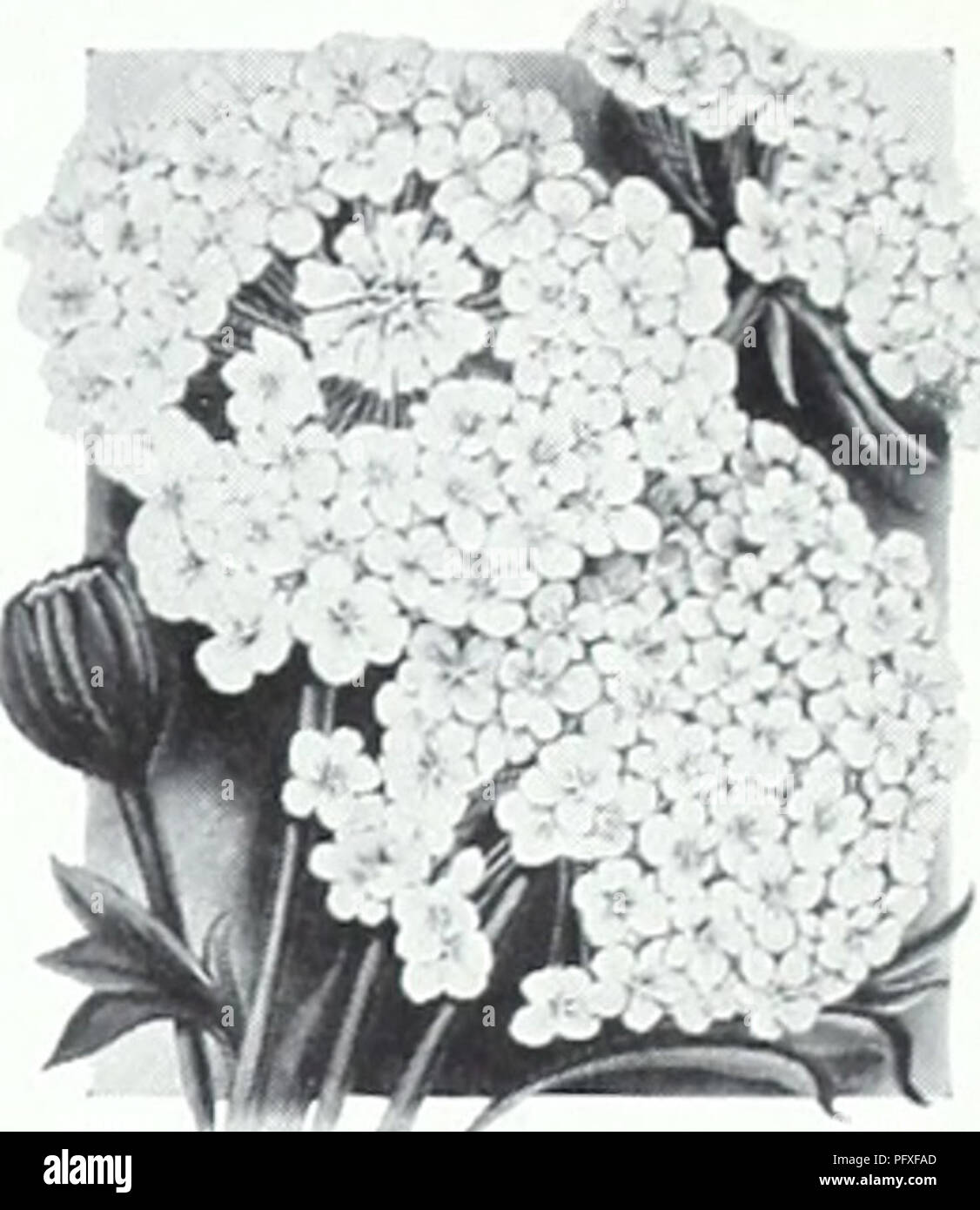 . Currie's garden annual : 1939. Flowers Seeds Catalogs; Bulbs (Plants) Seeds Catalogs; Vegetables Seeds Catalogs; Nurseries (Horticulture) Catalogs; Plants, Ornamental Catalogs; Gardening Equipment and supplies Catalogs. Pkt. lOc. BARTONIA AUREA-12 inches. The little known Bartonia makes patches of polished gold in sunny situations, even if the soil is poor. The foliage is gray and thistle-like, and is exceedingly bril- liant in the sunshine. It will not stand transplanting, so should be sown where intended to bloom. Pkt., lOc. BLUE LACE FLOWER DIDISCUS COERULEUS-None of the easily grown gard Stock Photo