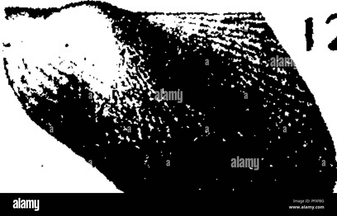 . A dictionary of the fossils of Pennsylvania and neighboring states named in the reports and catalogues of the survey ... Paleontology. Ptycho. 840 immediately below the cardinal line ; separated from the body by a narrow but conspicuous depression. Surface ornamented by faint radiating striae which are obsolete except on perfectly preserved specimens, and also by fine concentric striae, which frequently become fasciculate on the anterior portion of the shell. This species may be distinguished from any other at present known by the slight obliqueness of the body of the shell, the basal margin Stock Photo