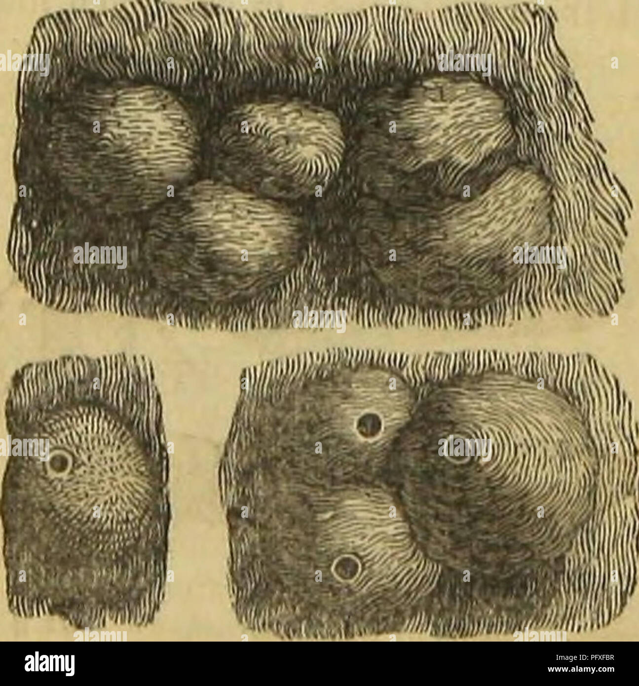An exploration of insect architecture, focusing on the nesting and ...