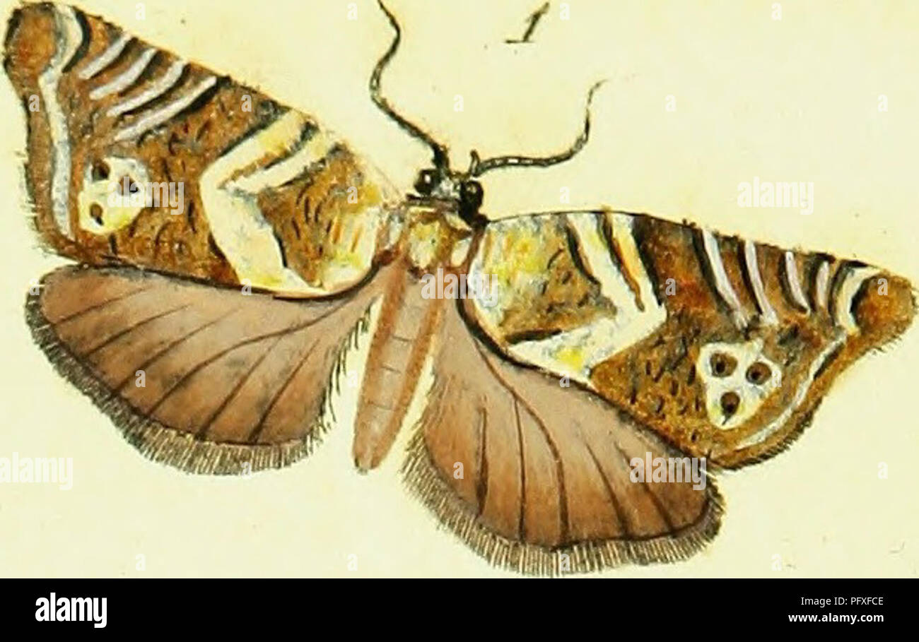 . The natural history of British insects; explaining them in their ...