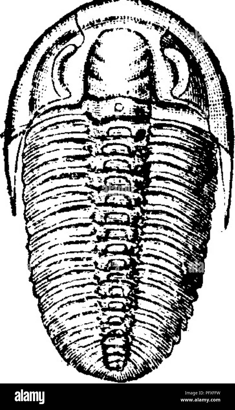 . A dictionary of the fossils of Pennsylvania and neighboring states named in the reports and catalogues of the survey ... Paleontology. Ptychoparia cordiUera, Rominger, Proc. Acad. N. S. Phila. Jan. 1887, p. 17, pi. 1, f. 7, has 19 segments in its thorax, like Ptychopariapiochense (Walcott),but a head more like Pticho- paria kingi (Meek). It was found among the Mt. Stevens^. Please note that these images are extracted from scanned page images that may have been digitally enhanced for readability - coloration and appearance of these illustrations may not perfectly resemble the original work..  Stock Photo