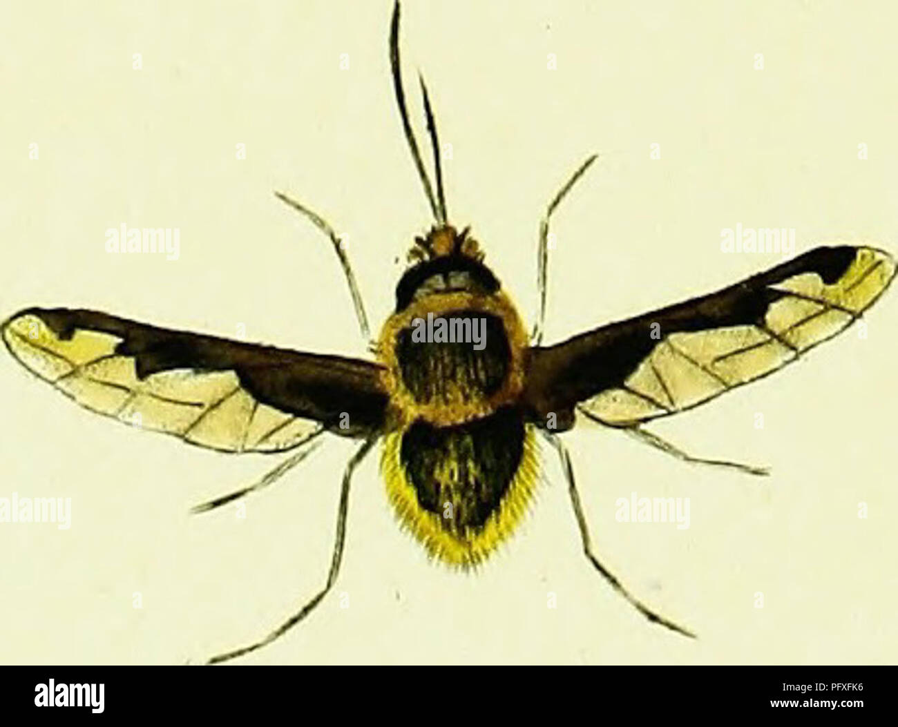 *The Natural History of British Insects* by Edward Donovan documents ...