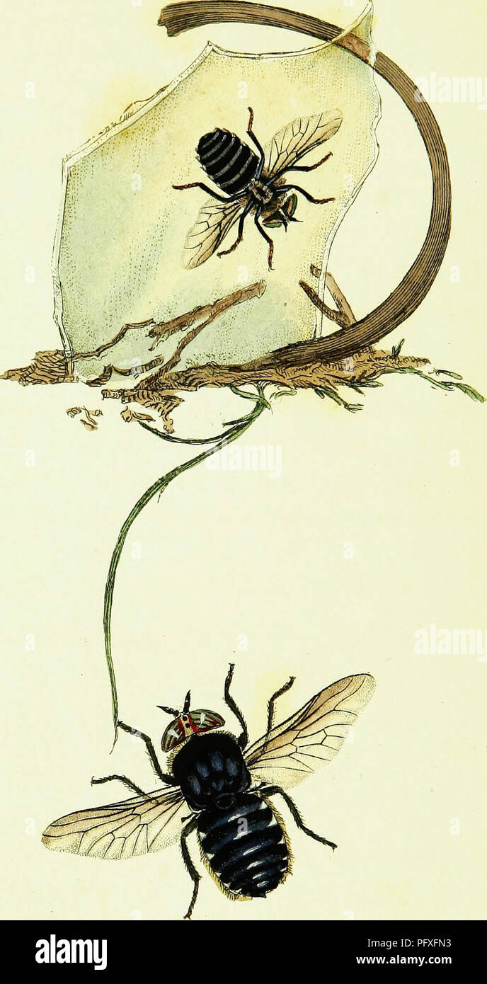 This work provides a detailed examination of British insects ...