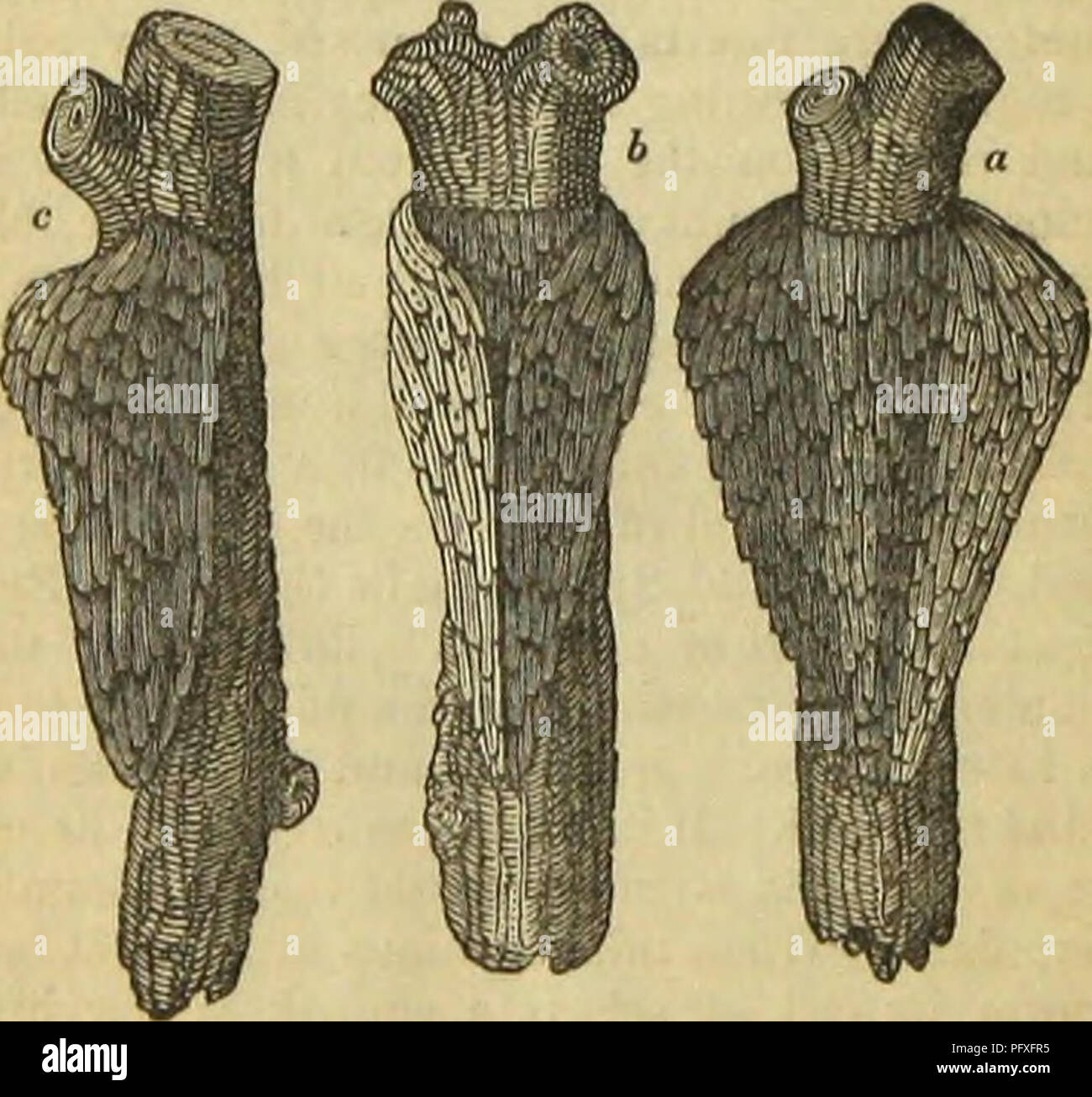 Insect Built Structures This work describes the architectural abilities of insects, such as the ...
