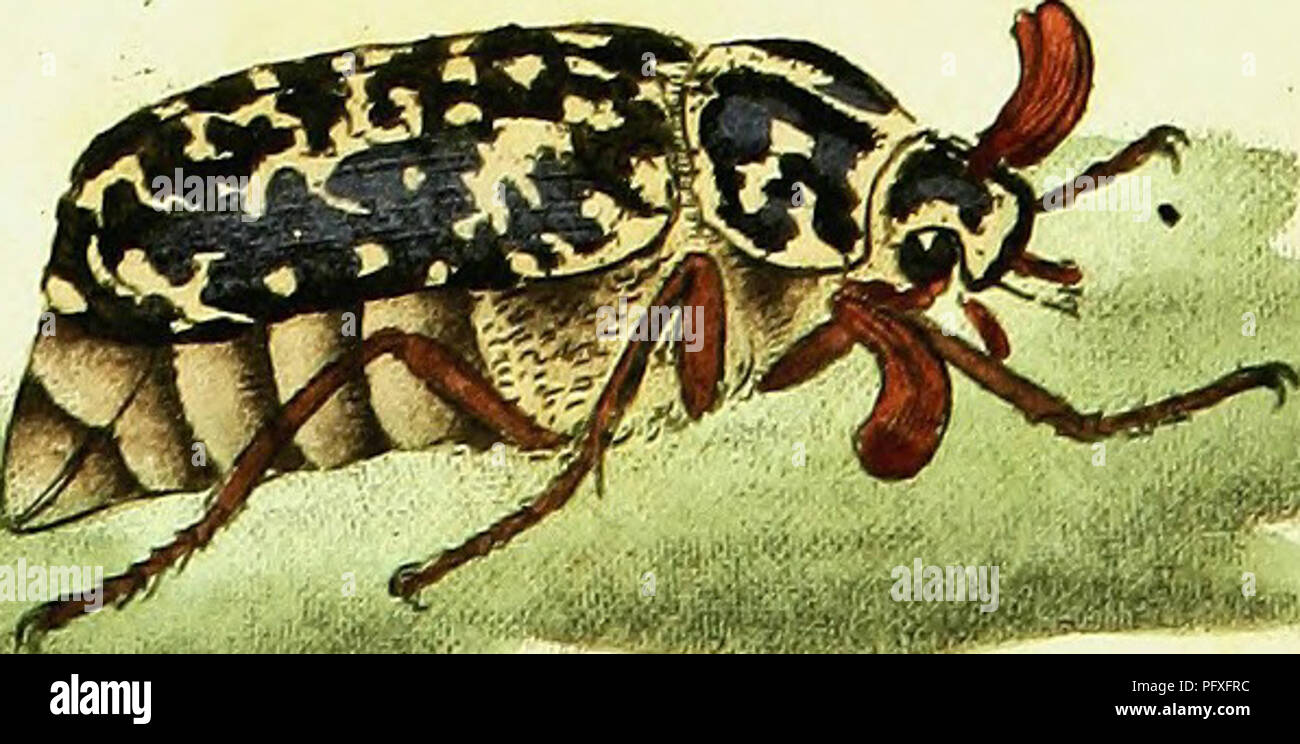 This comprehensive guide to British insects includes detailed ...