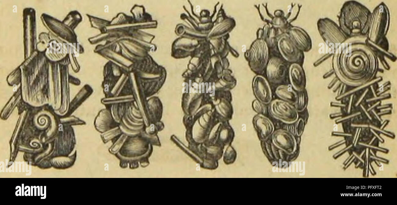 This study of insect architecture explores the complex structures ...