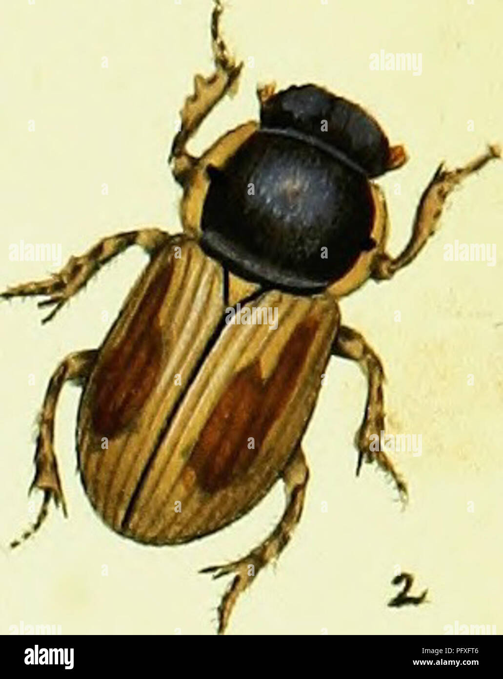 This work provides a comprehensive natural history of British insects ...