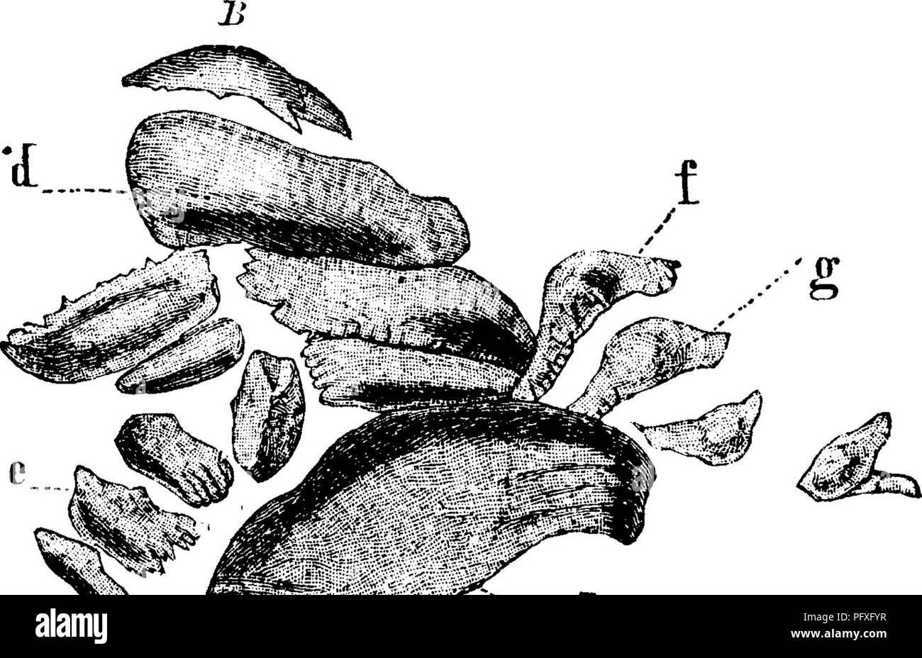 A dictionary of the fossils of Pennsylvania and neighboring states named in  the reports and catalogues of the survey  Paleontology. fig. 67, showing  a group of fragments assigned (where found
