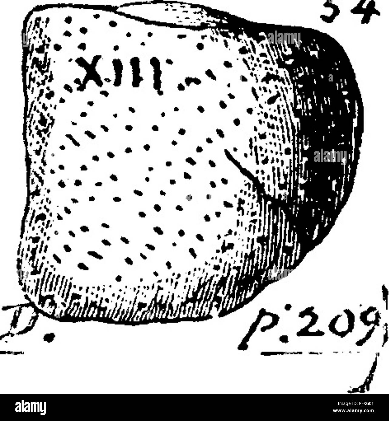 A dictionary of the fossils of Pennsylvania and neighboring states named in  the reports and catalogues of the survey  Paleontology. fig. 67, showing  a group of fragments assigned (where found