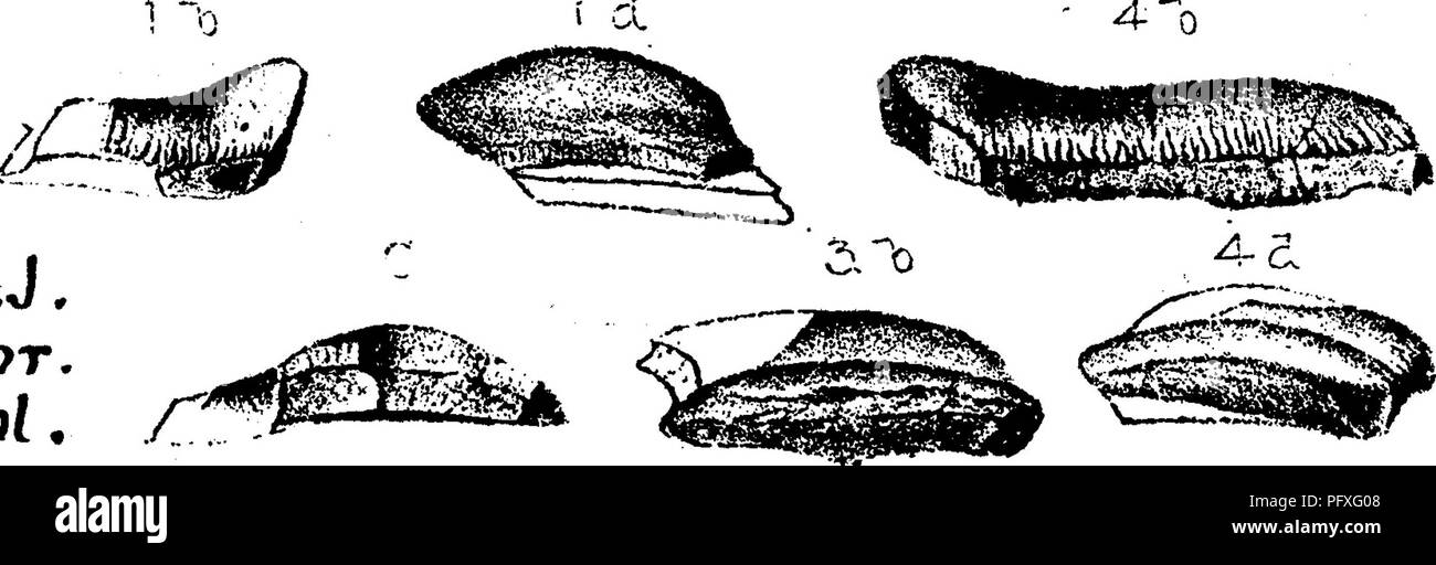 . A dictionary of the fossils of Pennsylvania and neighboring states named in the reports and catalogues of the survey ... Paleontology. Wot. CeoL 111., Vol. 7, 1883, page 205, plate 14, figs, la, J, c, d, 2a; Sa, J, c ; 4a, J, G ; all from the Upper Burlington limstone, XL Fsammodus turgidus, St. John and Worthen, Geo. Sur.. Please note that these images are extracted from scanned page images that may have been digitally enhanced for readability - coloration and appearance of these illustrations may not perfectly resemble the original work.. Lesley, J. P. (J. Peter), 1819-1903; Pennsylvania. Stock Photo