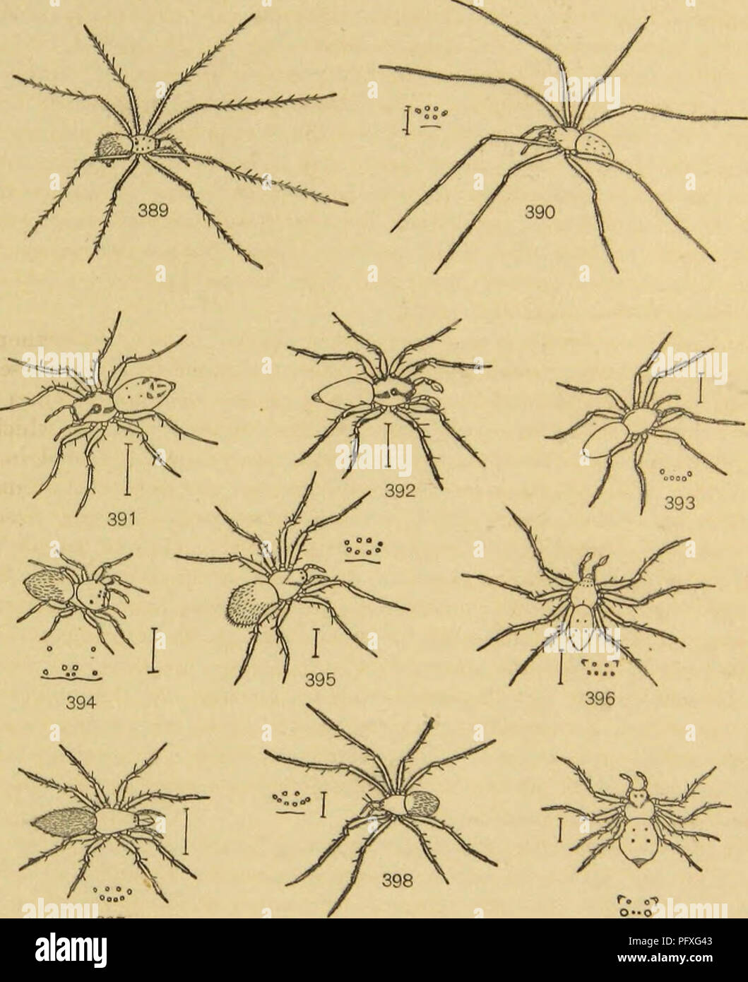 . American spiders and their spinning work. A natural history of the orbweaving spiders of the United States, with special regard to their industry and habits. Spiders. ANCESTRAL SPIDERS AND THEIR HARITS. 467. Fossil spiders of the amber. (After Bereiidt.) Fig. 389. Zilla porrecta, female. Fio. 390. ZiUa gracilis, female. Fic. 391. Pliidippus frc- natus, female. Fig. 392. Pliidippus frenatus, male. Fig. 393. Segestria nana, female. Fig. 394. Eresus monachus, female. Fig. 395. Ero setulosa, female. Fig. 396. Philo- dromus microeephalus, male. Fifi. 397. Clubiona attenuata, female. Fig. 398. The Stock Photo