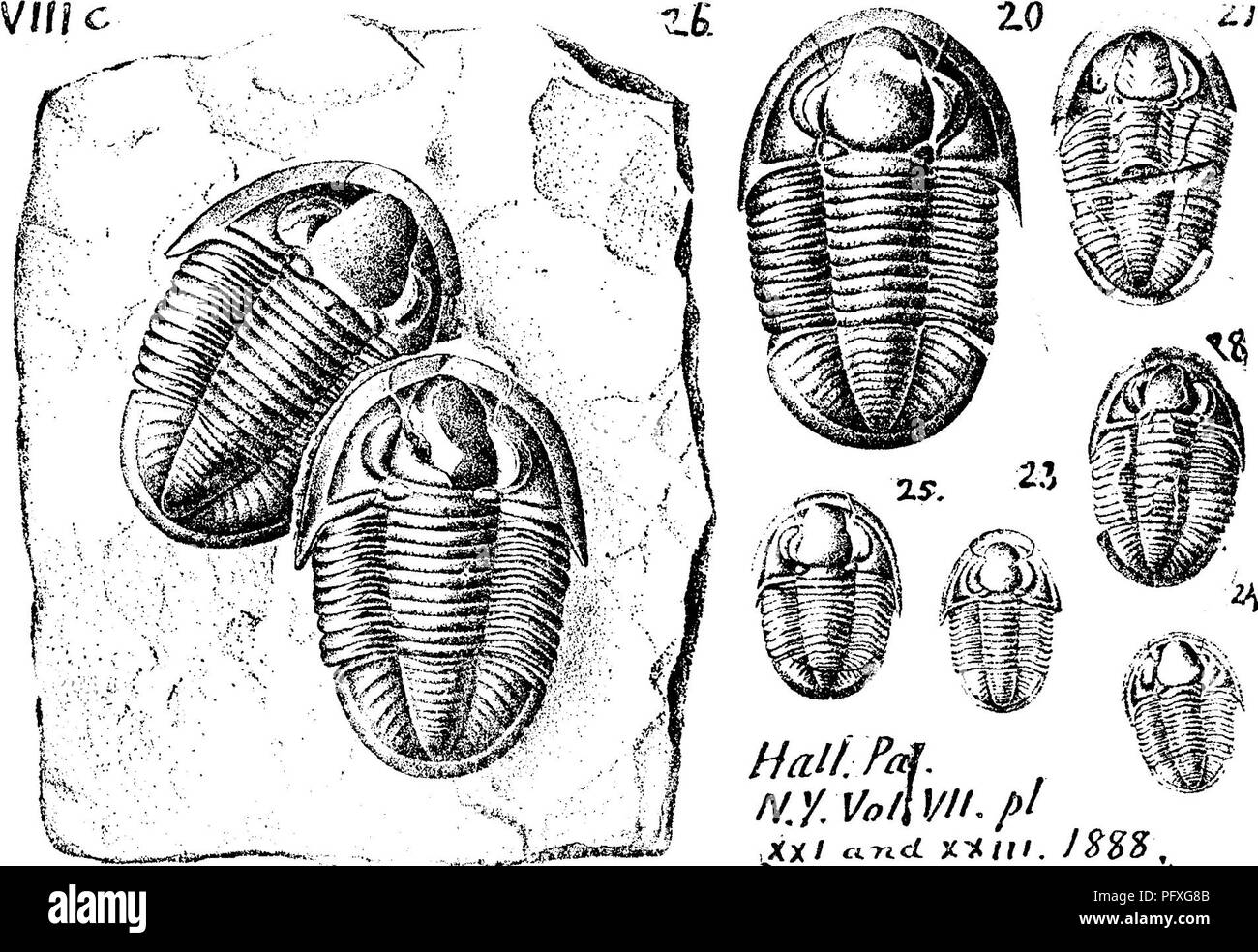 . A dictionary of the fossils of Pennsylvania and neighboring states named in the reports and catalogues of the survey ... Paleontology. 771 Proe. has a narrower middle lobe, -| instead of } Ihe whole length of the animal, and few segments in the side lobes, with a flattened instead of thickened border; surface as far as seen smooth, and coincides with all the markings of the cast, showing that the skin of the trilobite was like thin horn. VIII a. Proetus protuberans, Hall, Pal. 3. VI Proetus prouti, Shumard, 1863. VIII c. Proetus rowi. ( Calymene rowvL Green, Am. J. S. XXXIII,. NyvoilviLpi 18 Stock Photo