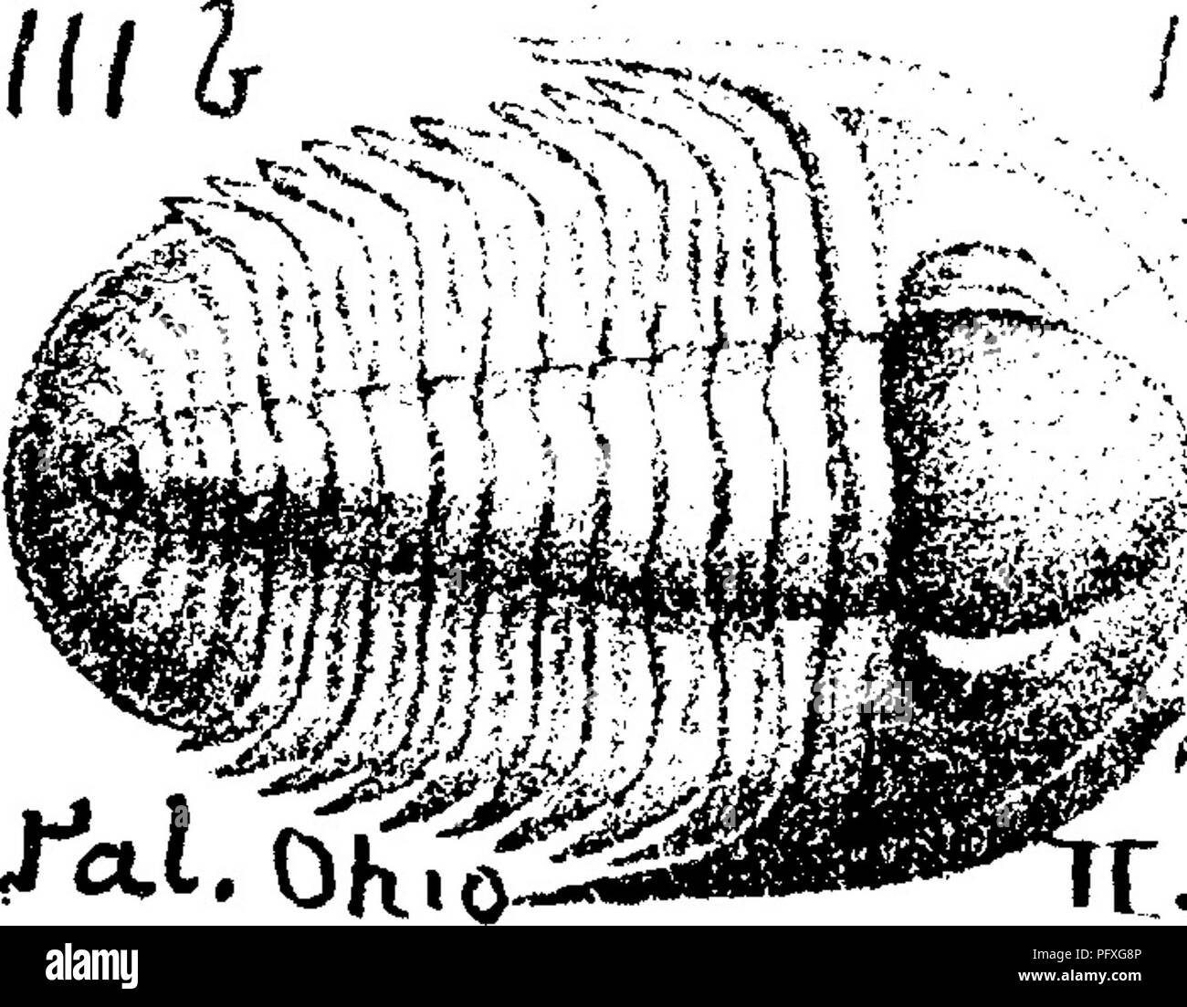 . A dictionary of the fossils of Pennsylvania and neighboring states named in the reports and catalogues of the survey ... Paleontology. Prob. 770 part of head, with glabellar furrows ; 14, entire head, some fur rows; 15, enlarged twice^ tail of small individual; 17, ditto showing internal surface and doublure ; 20, profile view of 15 plate 23, fig. 30, nearly entire trilobite; 31, tail of a very large specimen. The head is covered with low pimples (tubercles) each ring of the chest and body is covered with granules, some times as if in two rows. Whole trilobites are rarely found and their cru Stock Photo