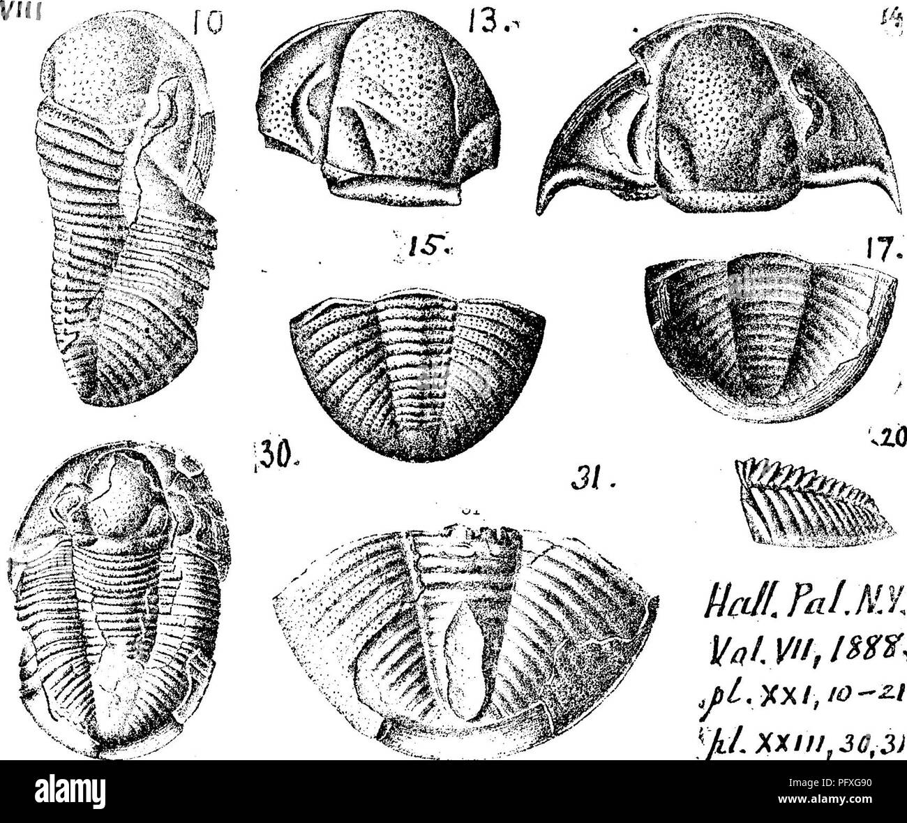 . A dictionary of the fossils of Pennsylvania and neighboring states named in the reports and catalogues of the survey ... Paleontology. Pal, N. Y., Vol. 7, 1888, page 116, plate 21, fig. 10, a trilobite obliquely crushed, retaining the right eye and fixed cheek; 13,. Please note that these images are extracted from scanned page images that may have been digitally enhanced for readability - coloration and appearance of these illustrations may not perfectly resemble the original work.. Lesley, J. P. (J. Peter), 1819-1903; Pennsylvania. Board of Commissioners for the Second Geological Survey. Ha Stock Photo