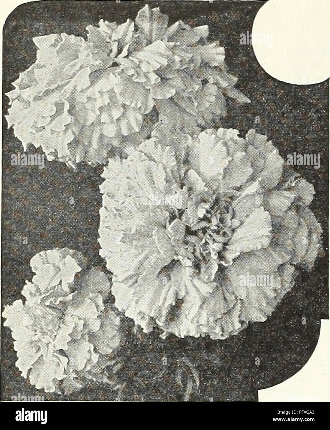 This gardening catalog features flower seeds, bulbs, and ornamental