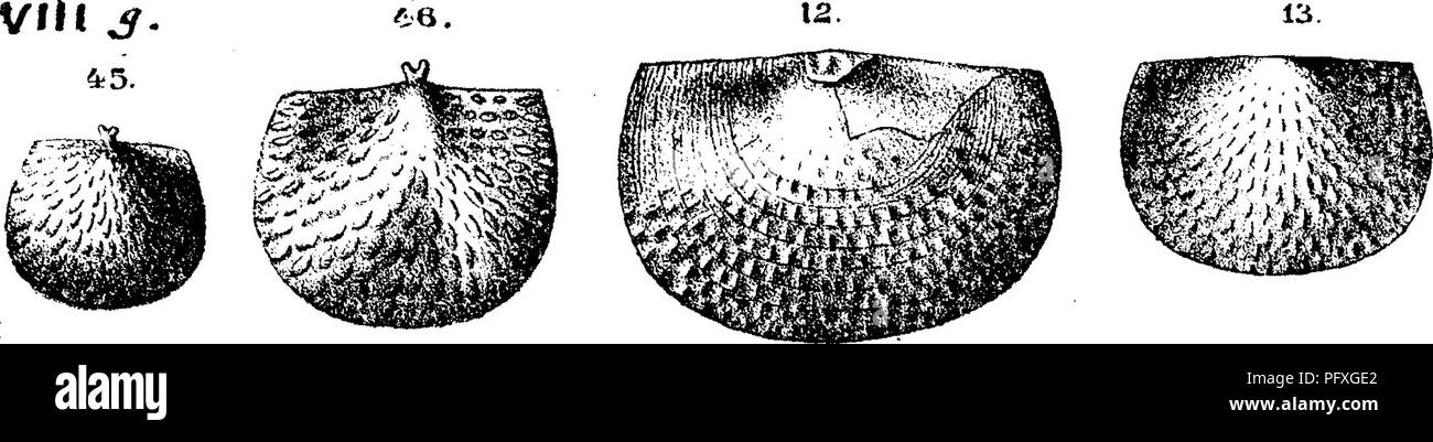. A dictionary of the fossils of Pennsylvania and neighboring states named in the reports and catalogues of the survey ... Paleontology. NXVoljy Jb. ISO 180, plate 26, figs. 9 to 15. Characterized by small ribs. The dorsal valves, interior surface alone known, are deeply con- caved. Inner surface strongly papillose-striate and shows con- centric striae. Species somewhat like P, dumosa^ of the Ham- ilton rocks. Dorsal valve like P. striatula. but can be distin- guished by its numerous minute pustules inside. Many places in New York in Chemung formation,—In Pennsylvania col- lected by Carll &amp Stock Photo