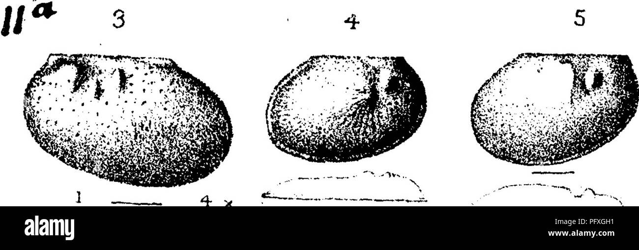 . A dictionary of the fossils of Pennsylvania and neighboring states named in the reports and catalogues of the survey ... Paleontology. side so a8 leave it in the condition of a crochet needle ; fig, 6, a bone fish hook. With these were found a Conns ternutus shell, bored for a bead (a shell belonging to the Pacific coast of Cen- tral America, Tryon); also an argiilite spear-head, thin, with sharply chipped edges, 8 inches long, 2 inches wide; a frag- ment of a black hornstone knife; a fragment of brown baked pottery made of clay and broken shells with wicker work marks on the outside; and re Stock Photo