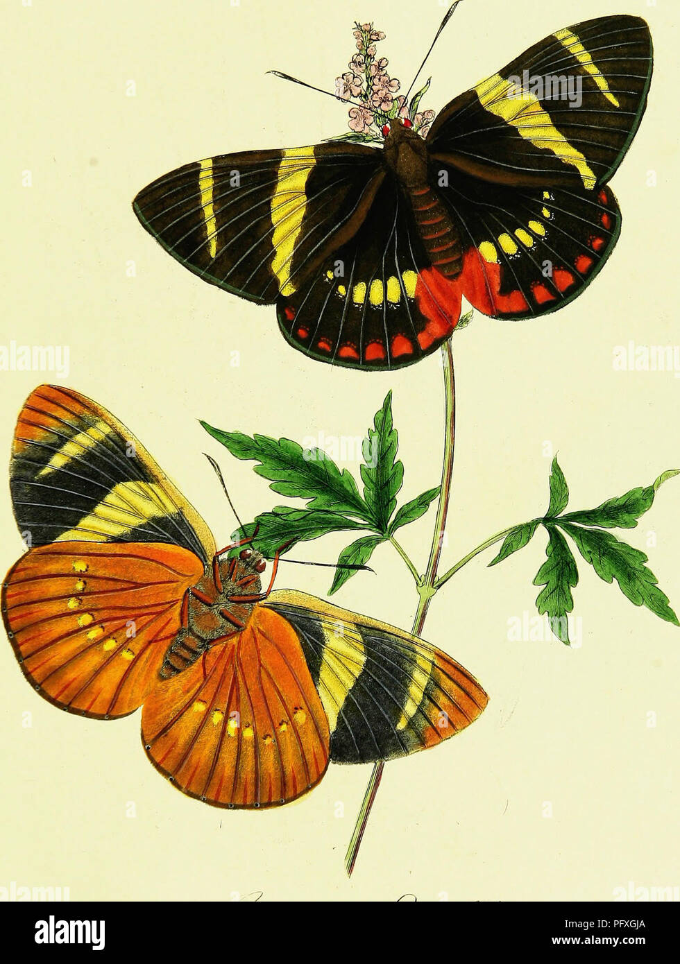 This book offers a detailed account of over 220 insect species from ...