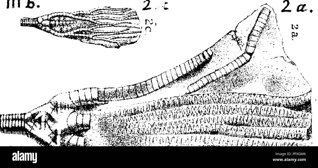 . A dictionary of the fossils of Pennsylvania and neighboring states named in the reports and catalogues of the survey ... Paleontology. 739 POTER. 111%.. view of body, column and arms (except their slenderer snbdi- Yisions); 6, x^,part of column; o, x4, subdivisions of arms ; d^ hind view. Of this fine species of coral. Meek had nine ex- amples of the body, etc , for study, all from the typical locality, near Lebanon, O.—Hudson river formation. Ill h. Poteriocrinites (Dendrocrinus) caseyi, Meek, Am. Jour. 21^. S. &amp; A. [3] Vol. 2, ^^ u 1871.—Pal. Ohio, Vol. 1,1873, page 28, plate 3 his^ fi Stock Photo