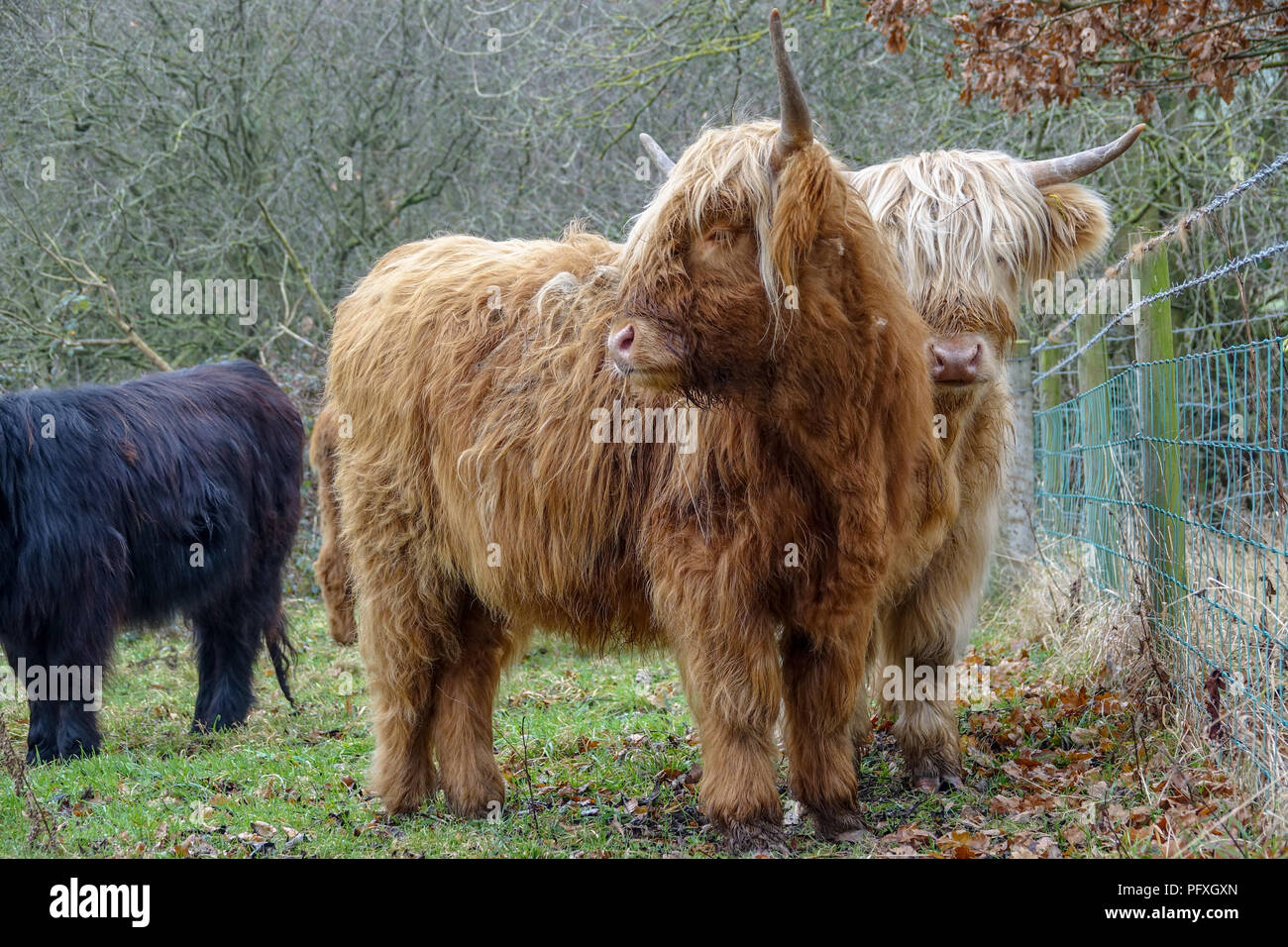 Highland cattle in autumn Stock Photo